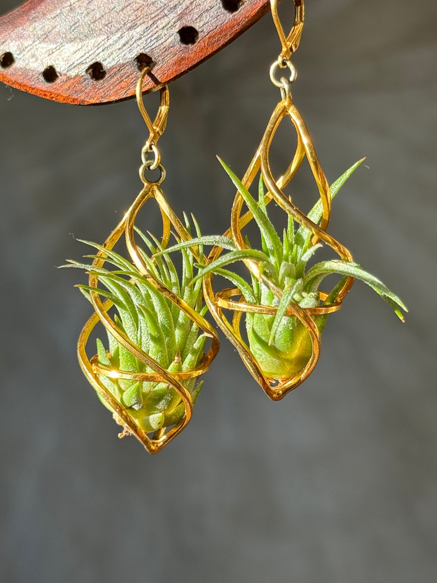24K Gold Spiral Spindel Air Plant Earrings ~ Luxury Geometric Earrings