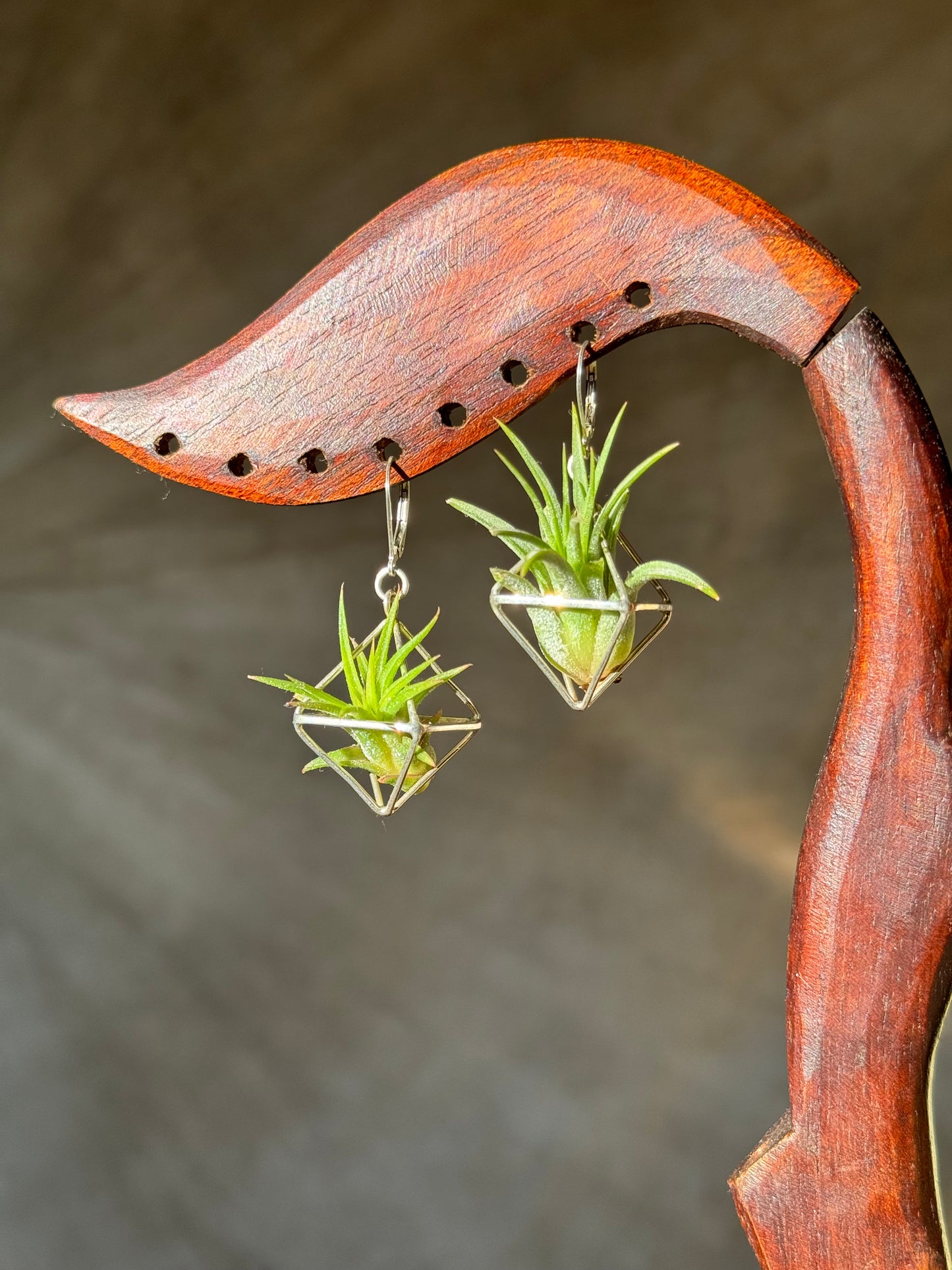 Sterling Silver Mini Octahedron Classic Air Plant Clasp Earrings