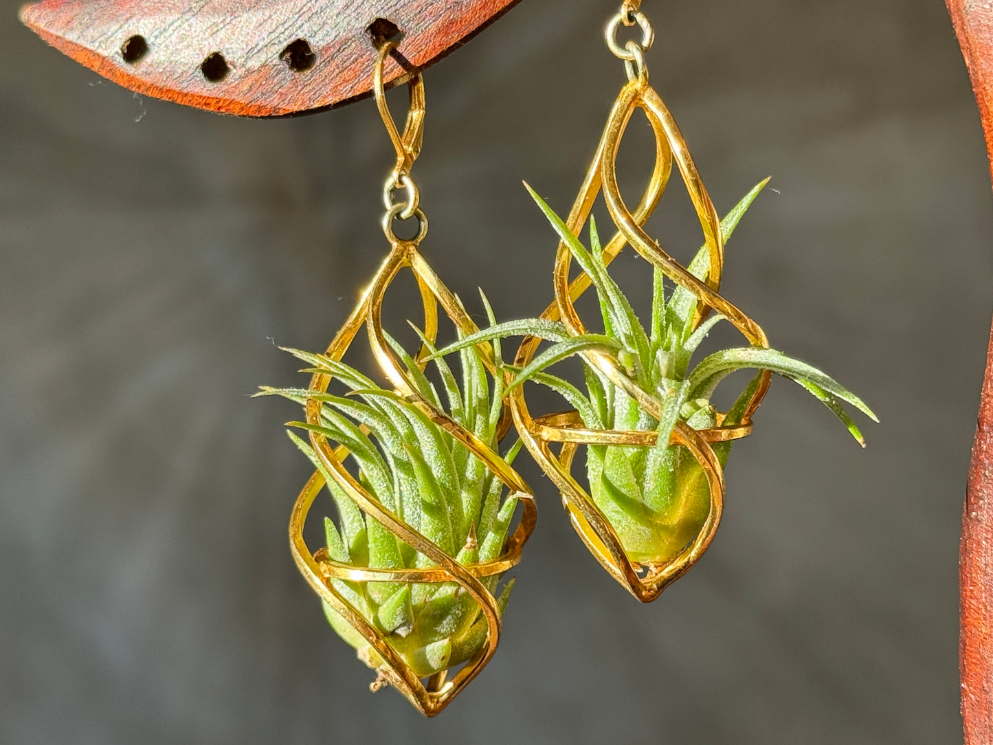 24K Gold Spiral Spindel Air Plant Earrings ~ Luxury Geometric Earrings