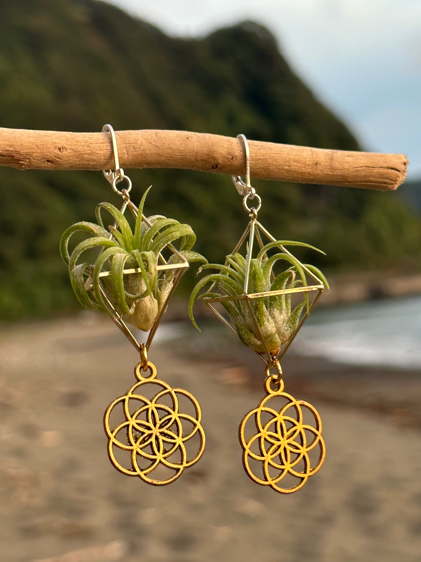 Flower of Life Air Plant Earrings