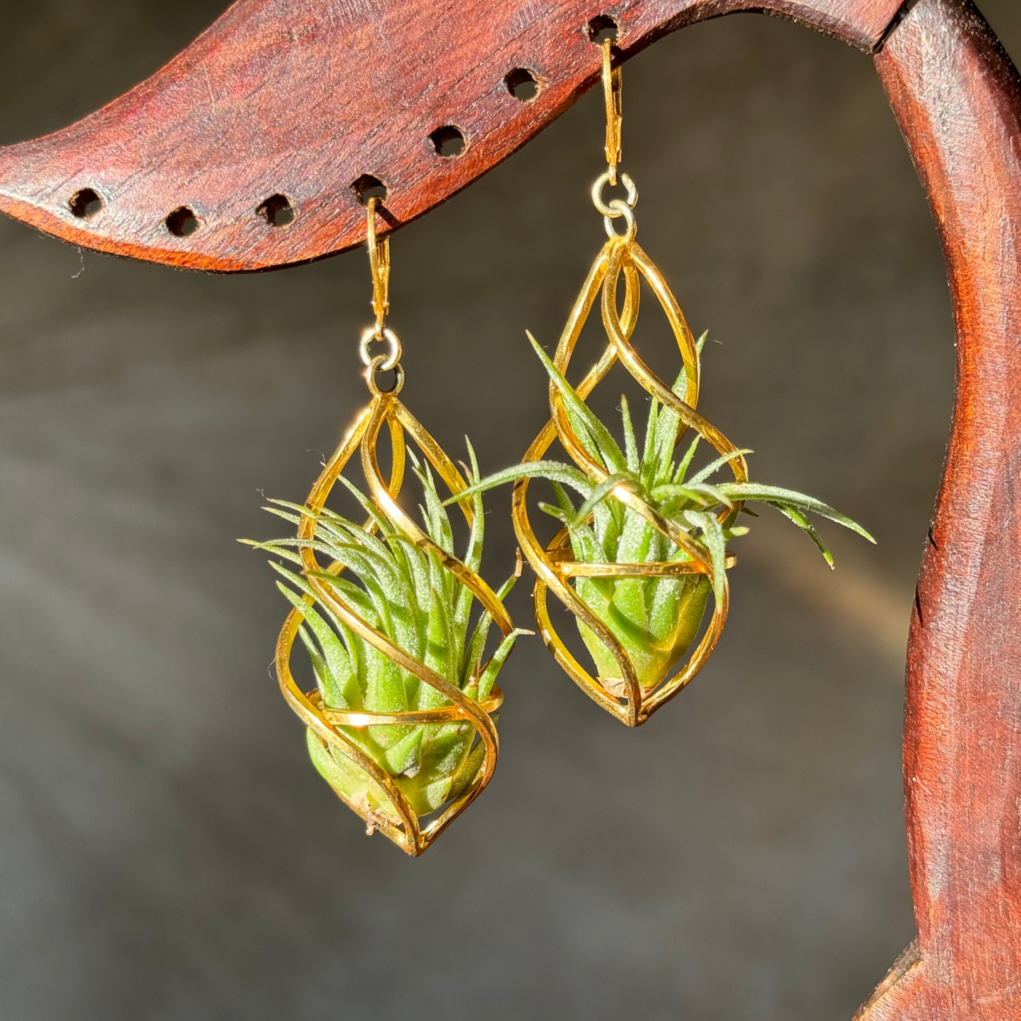 24K Gold Spiral Spindel Air Plant Earrings ~ Luxury Geometric Earrings