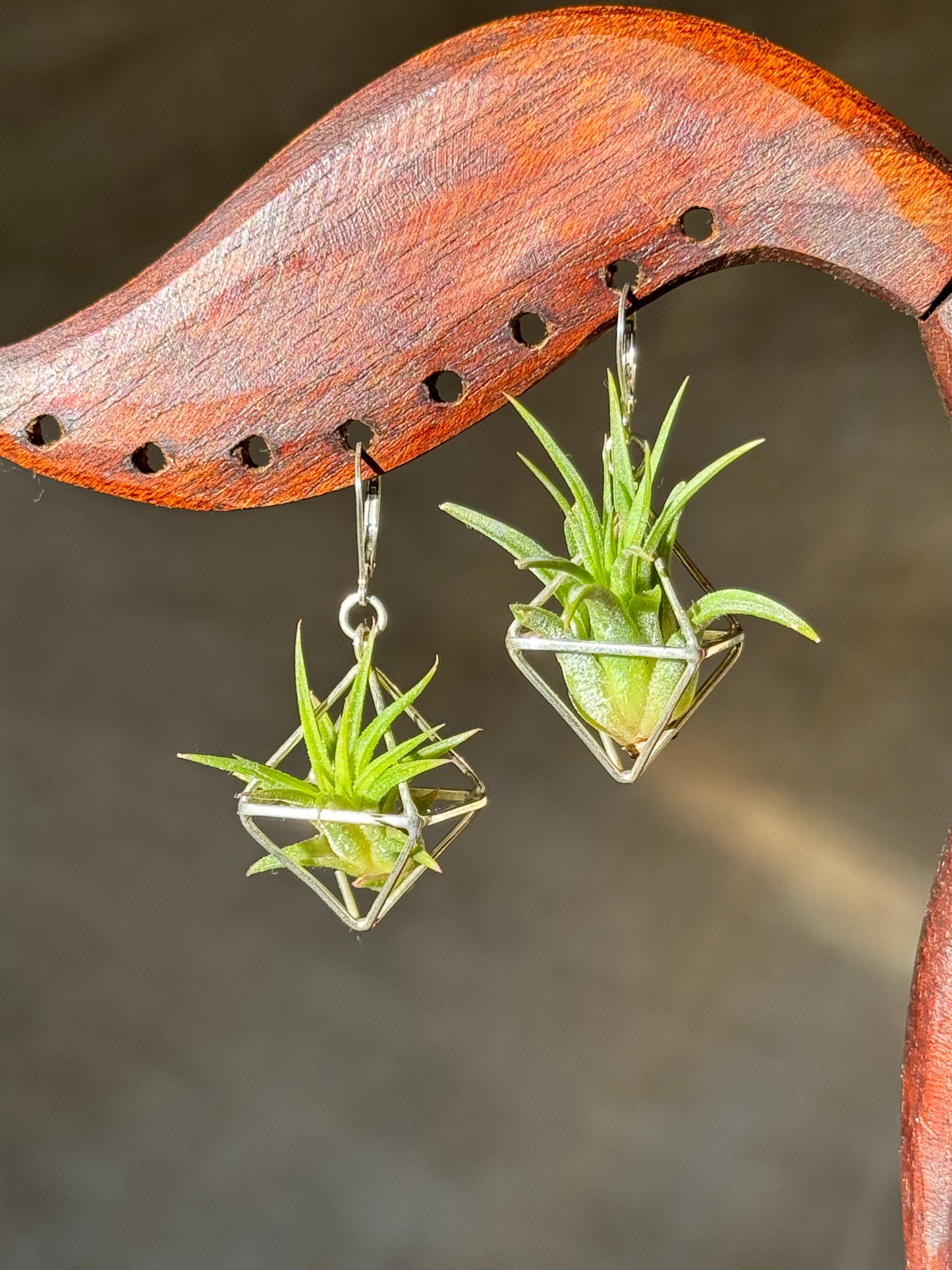 Sterling Silver Mini Octahedron Classic Air Plant Clasp Earrings