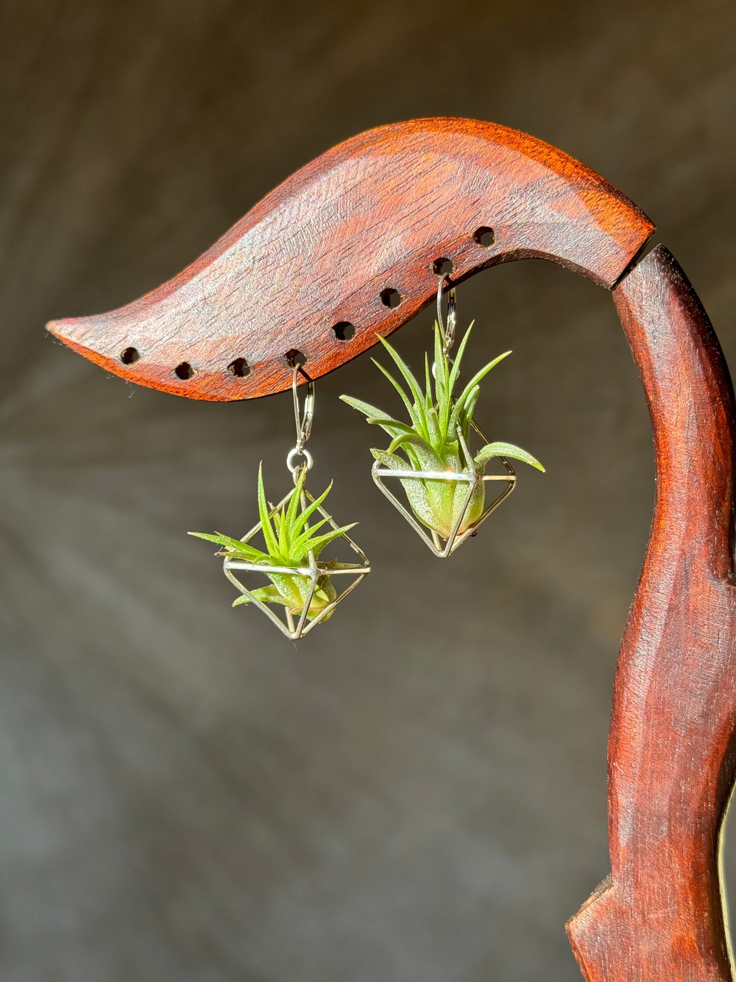 Sterling Silver Mini Octahedron Classic Air Plant Clasp Earrings