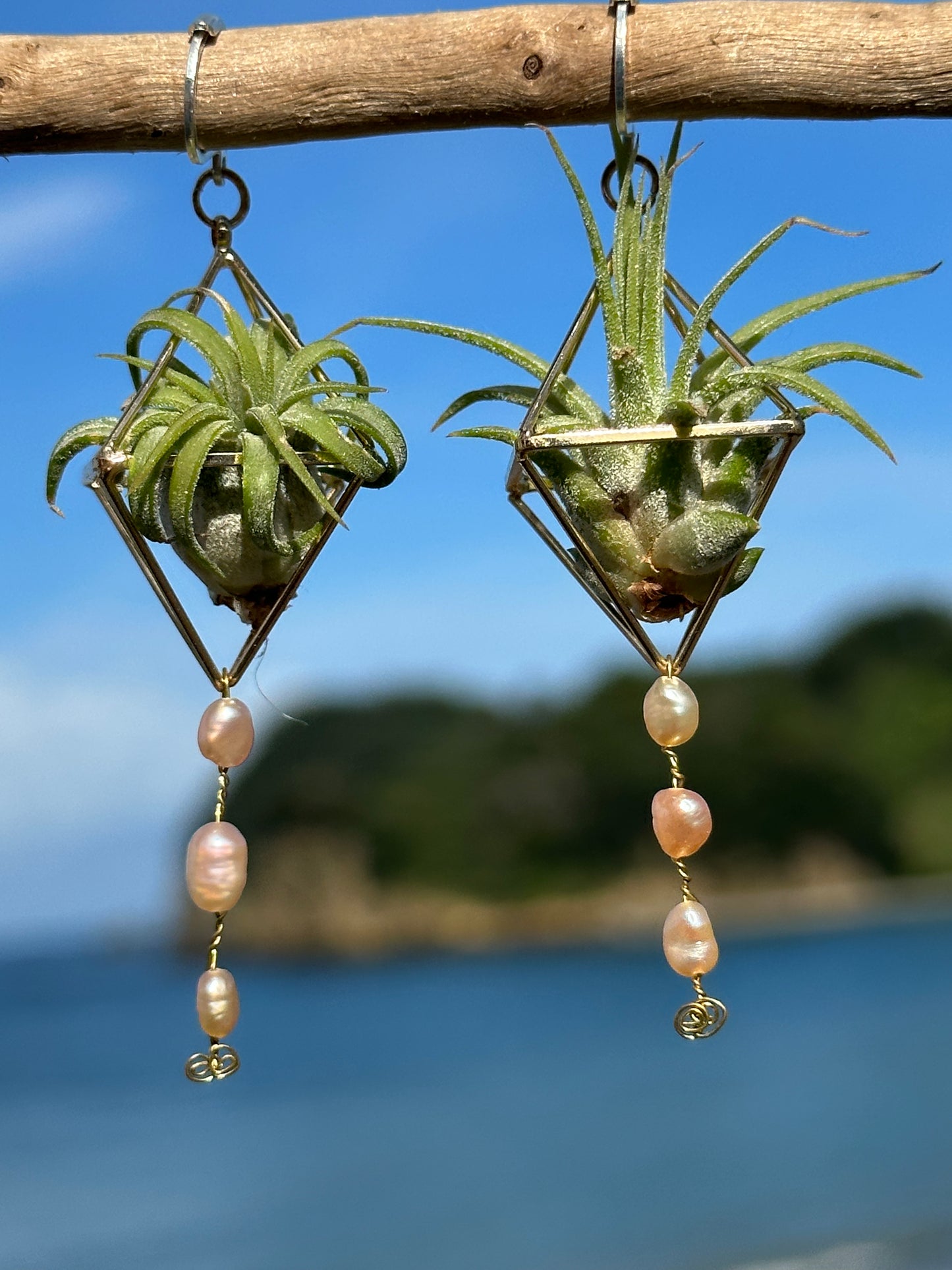 Pearl Dangle Air Plant Earrings