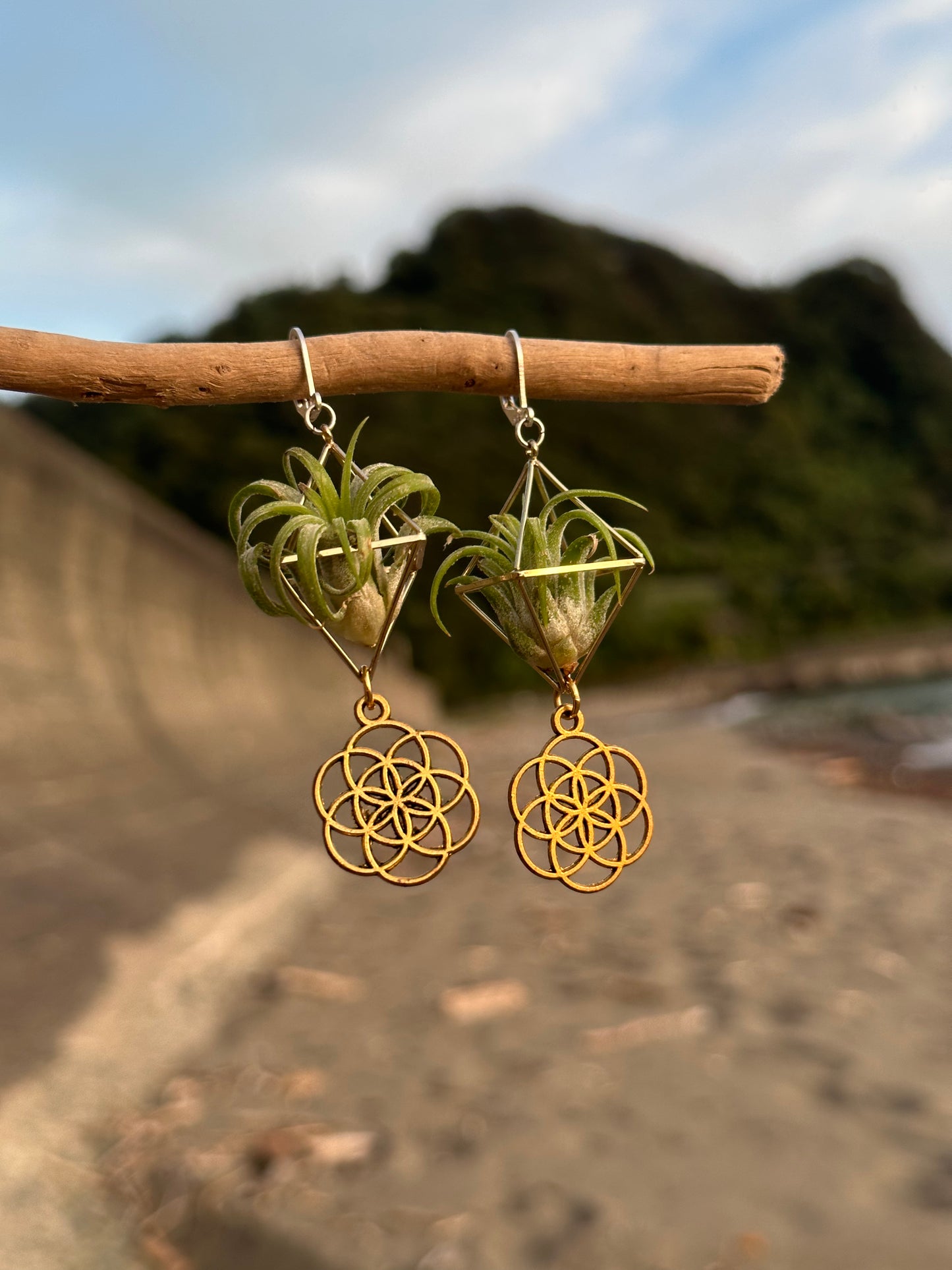 Flower of Life Air Plant Earrings