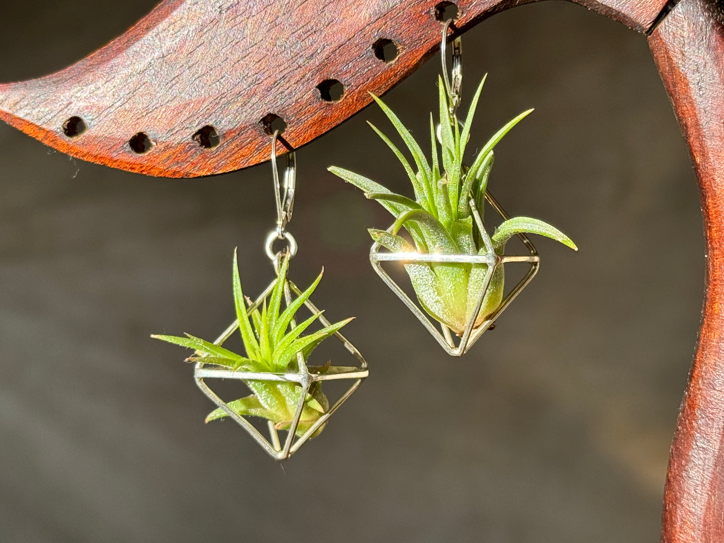 Sterling Silver Mini Octahedron Classic Air Plant Clasp Earrings