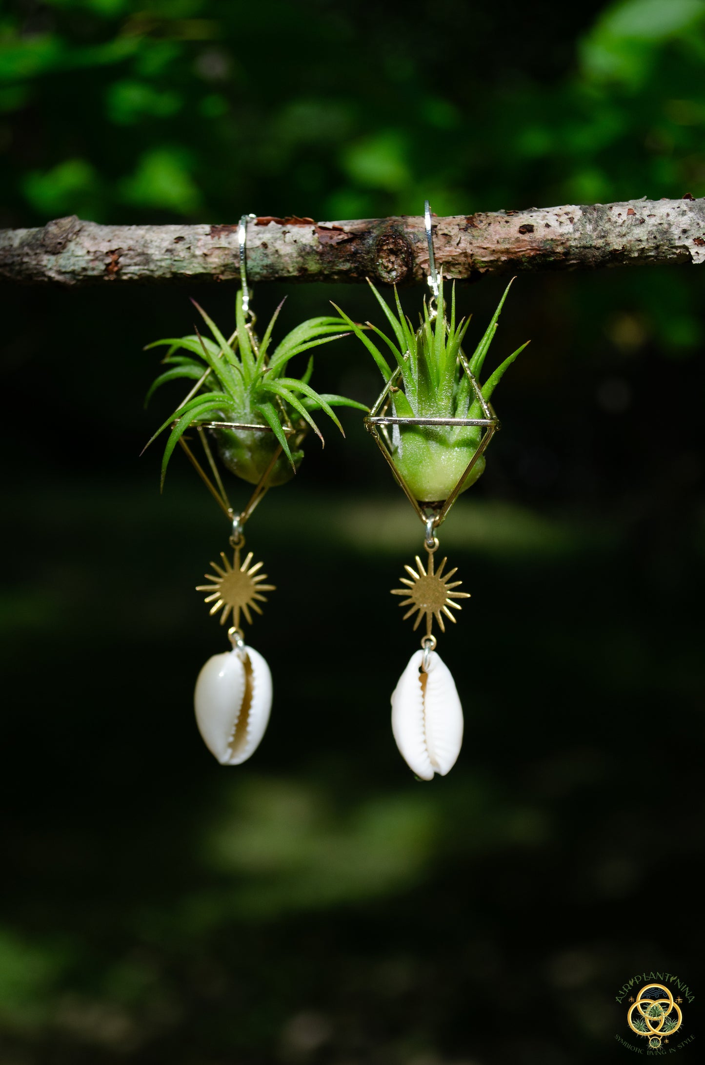 Cowrie Shell Air Plant Earrings ~ Mini Diamond Octahedron Earrings