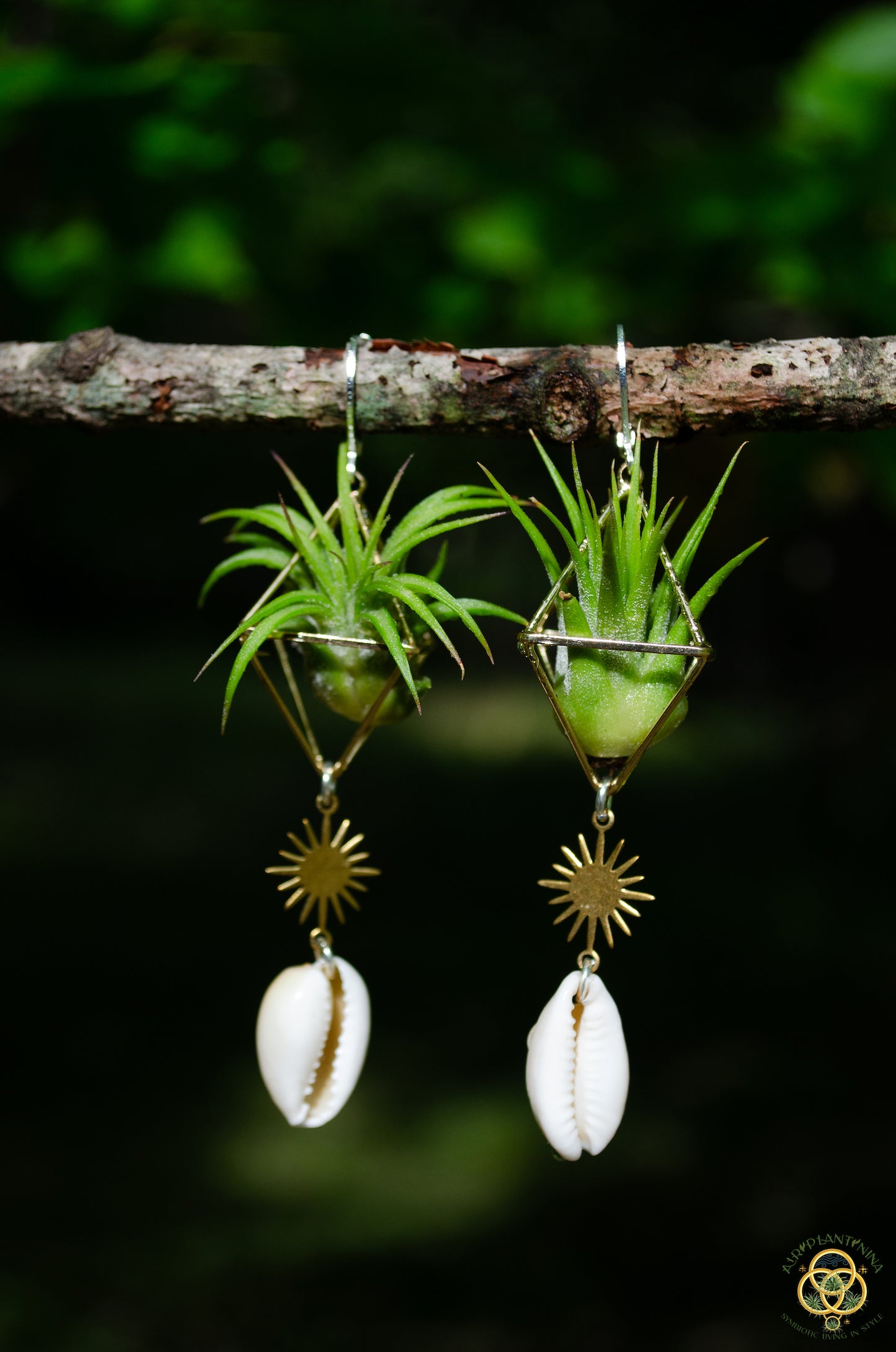 Cowrie Shell Air Plant Earrings ~ Mini Diamond Octahedron Earrings