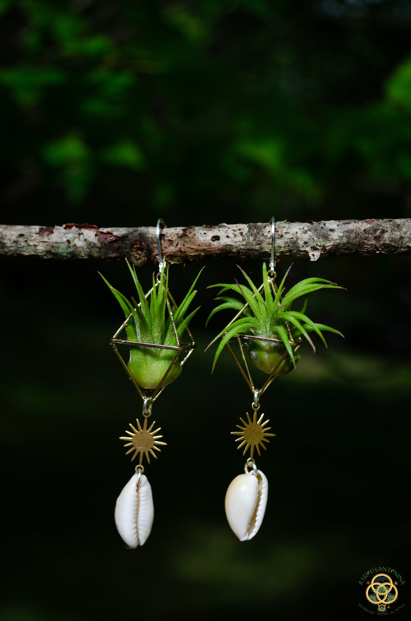 Cowrie Shell Air Plant Earrings ~ Mini Diamond Octahedron Earrings