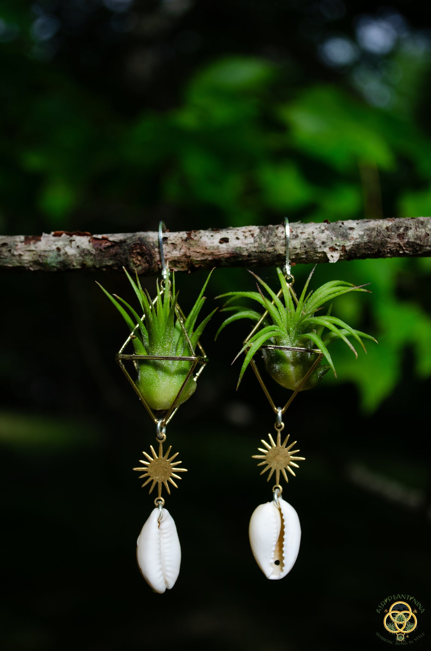 Cowrie Shell Air Plant Earrings ~ Mini Diamond Octahedron Earrings