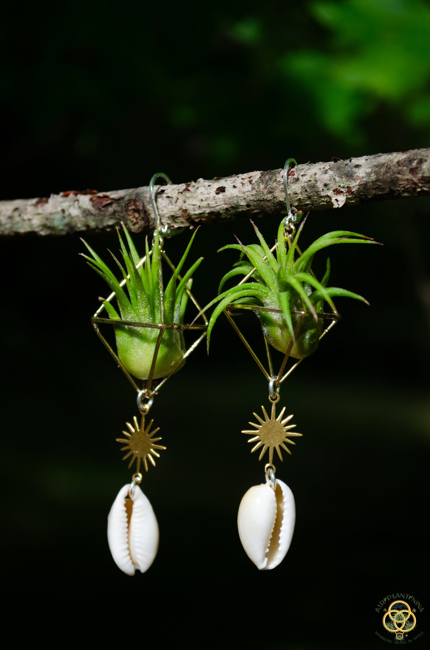 Cowrie Shell Air Plant Earrings ~ Mini Diamond Octahedron Earrings
