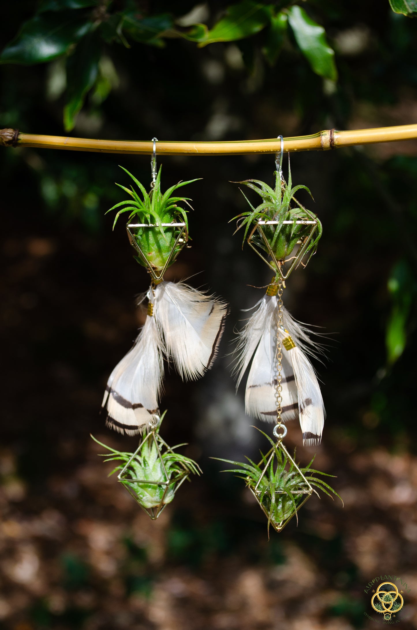 Double Dangle Air Plant Earrings ~ Diamond Octahedron Earrings