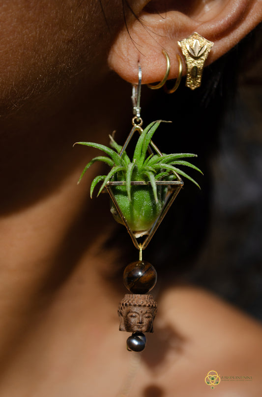 Buddha Air Plant Earrings ~ Diamond Octahedron Earrings