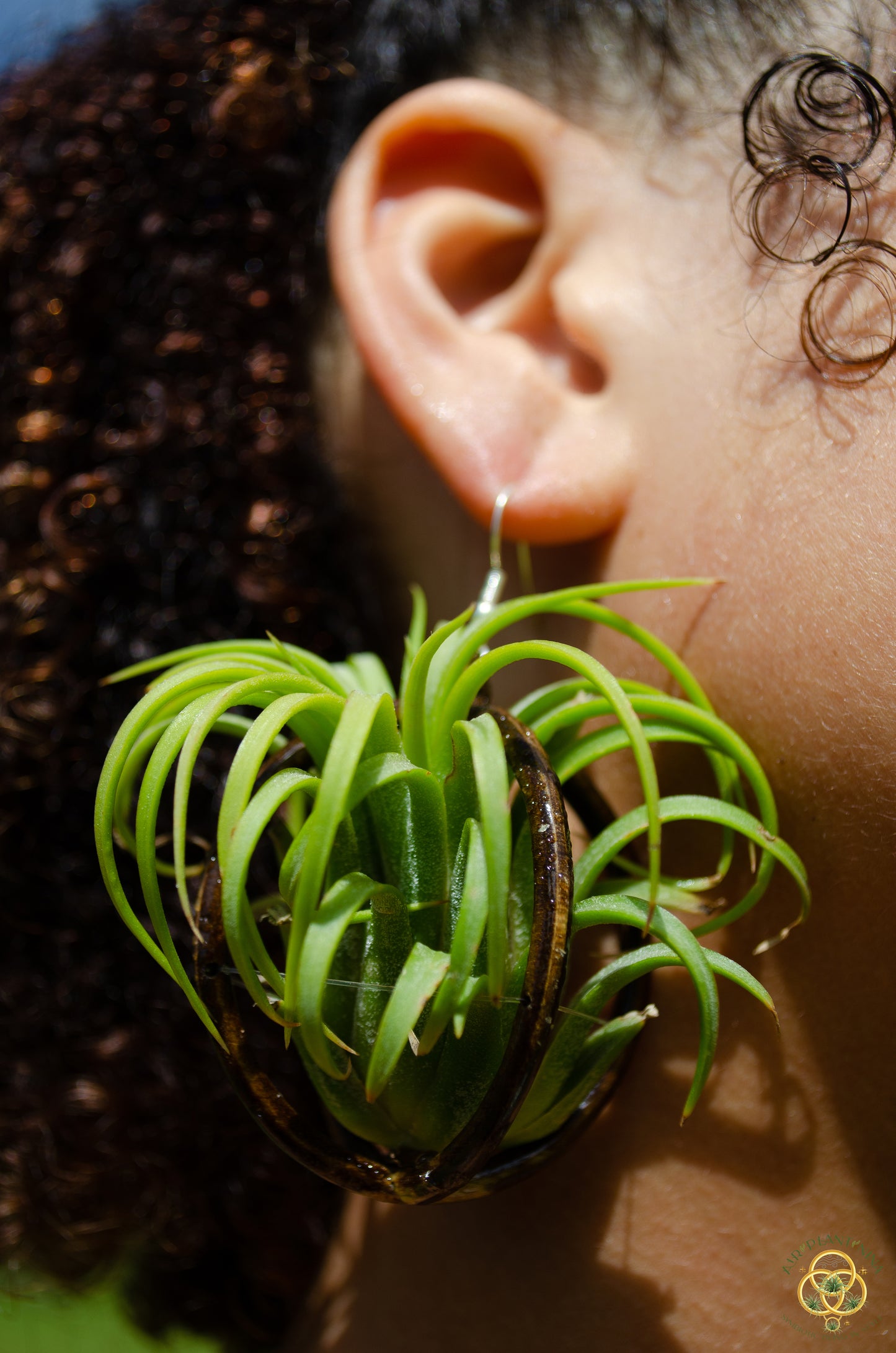 Lasercut Wooden Air Plant Orb Earrings ~ Japanese Tsugite Technique