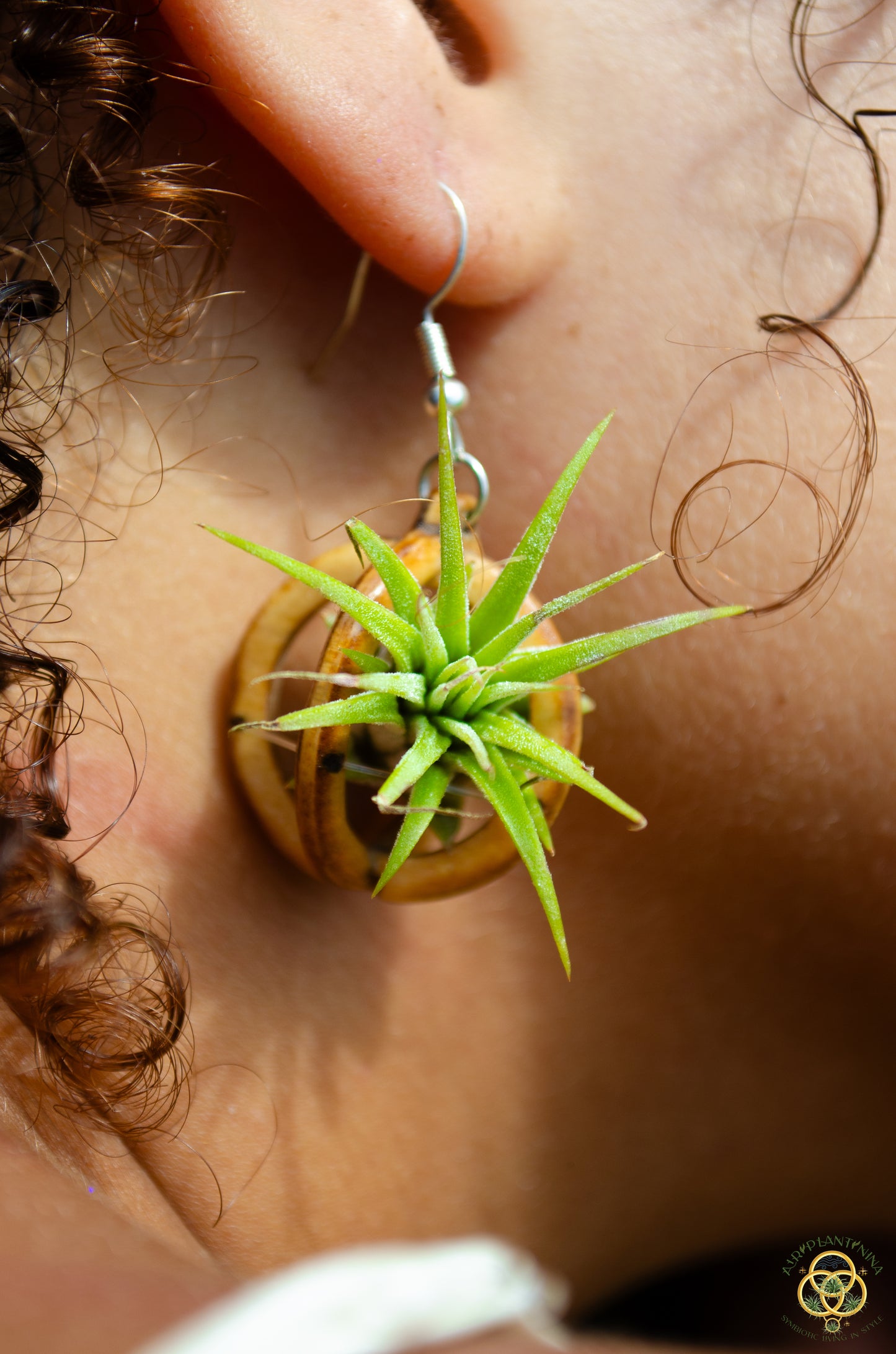 Lasercut Wooden Air Plant Orb Earrings ~ Japanese Tsugite Technique