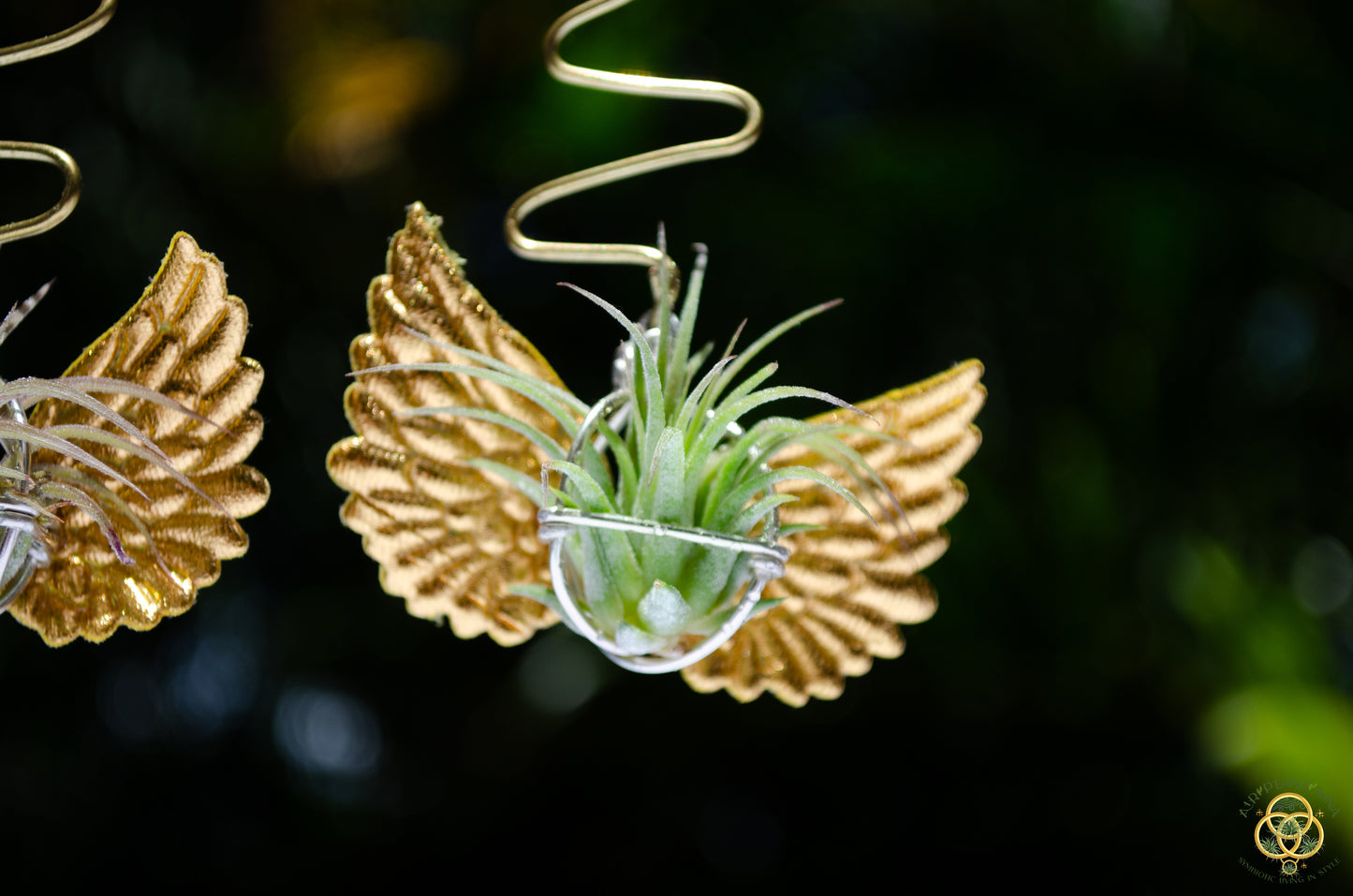 Flying Snitch Air Plant Orb Earrings
