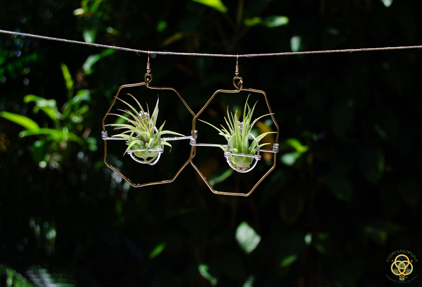 Air Plant Hoop Earrings Heart, Moon, Octagon