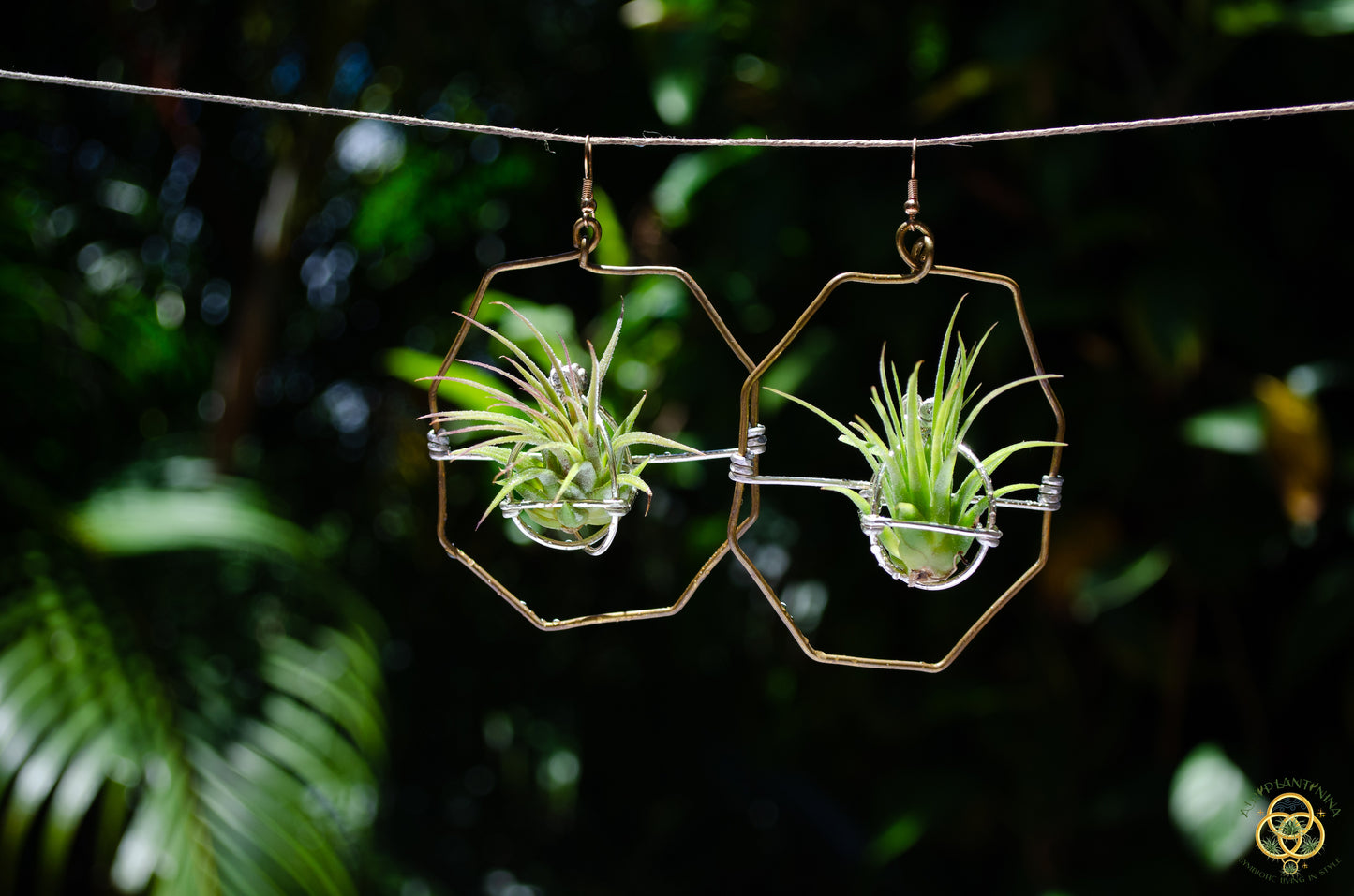 Air Plant Hoop Earrings Heart, Moon, Octagon