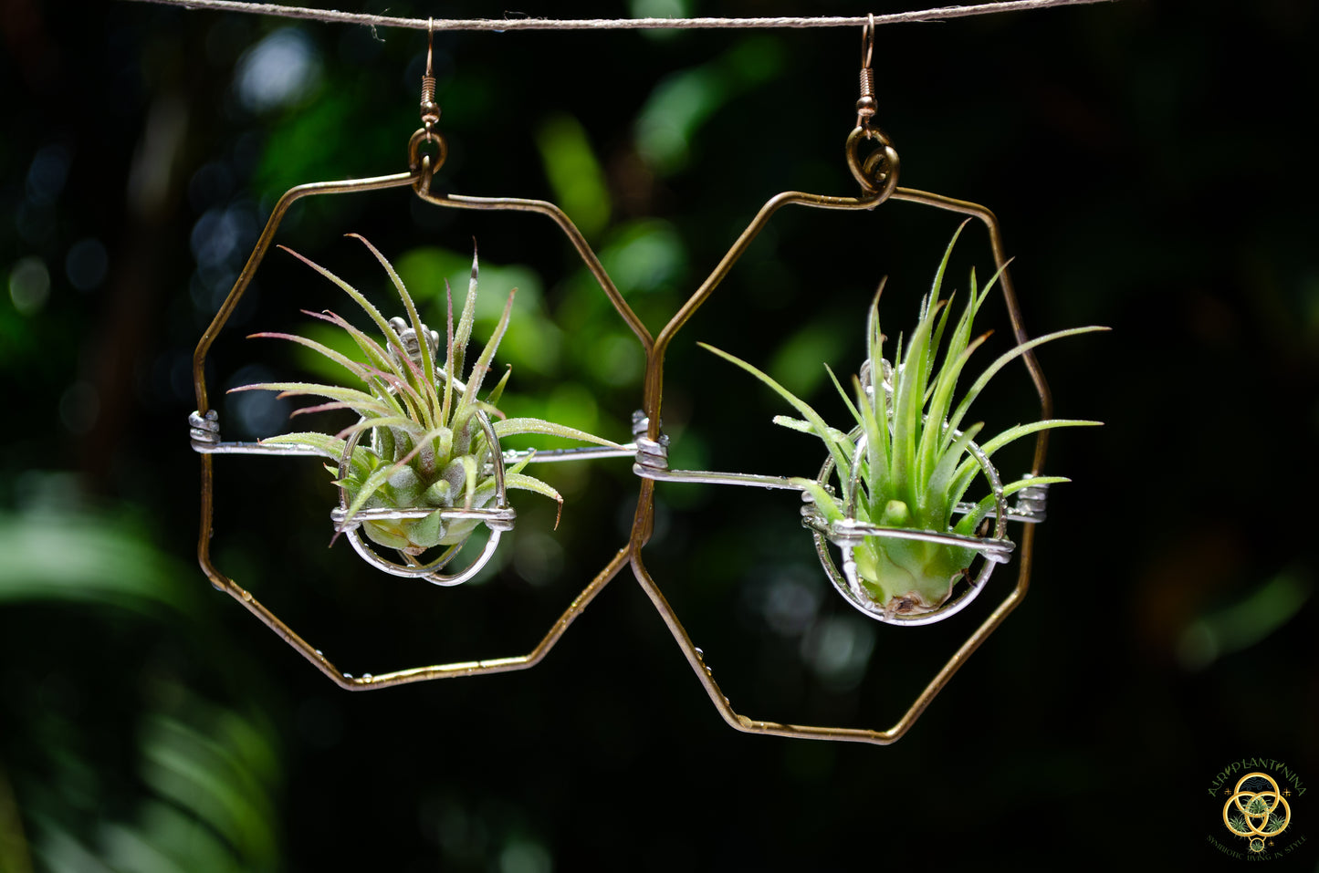 Air Plant Hoop Earrings Heart, Moon, Octagon