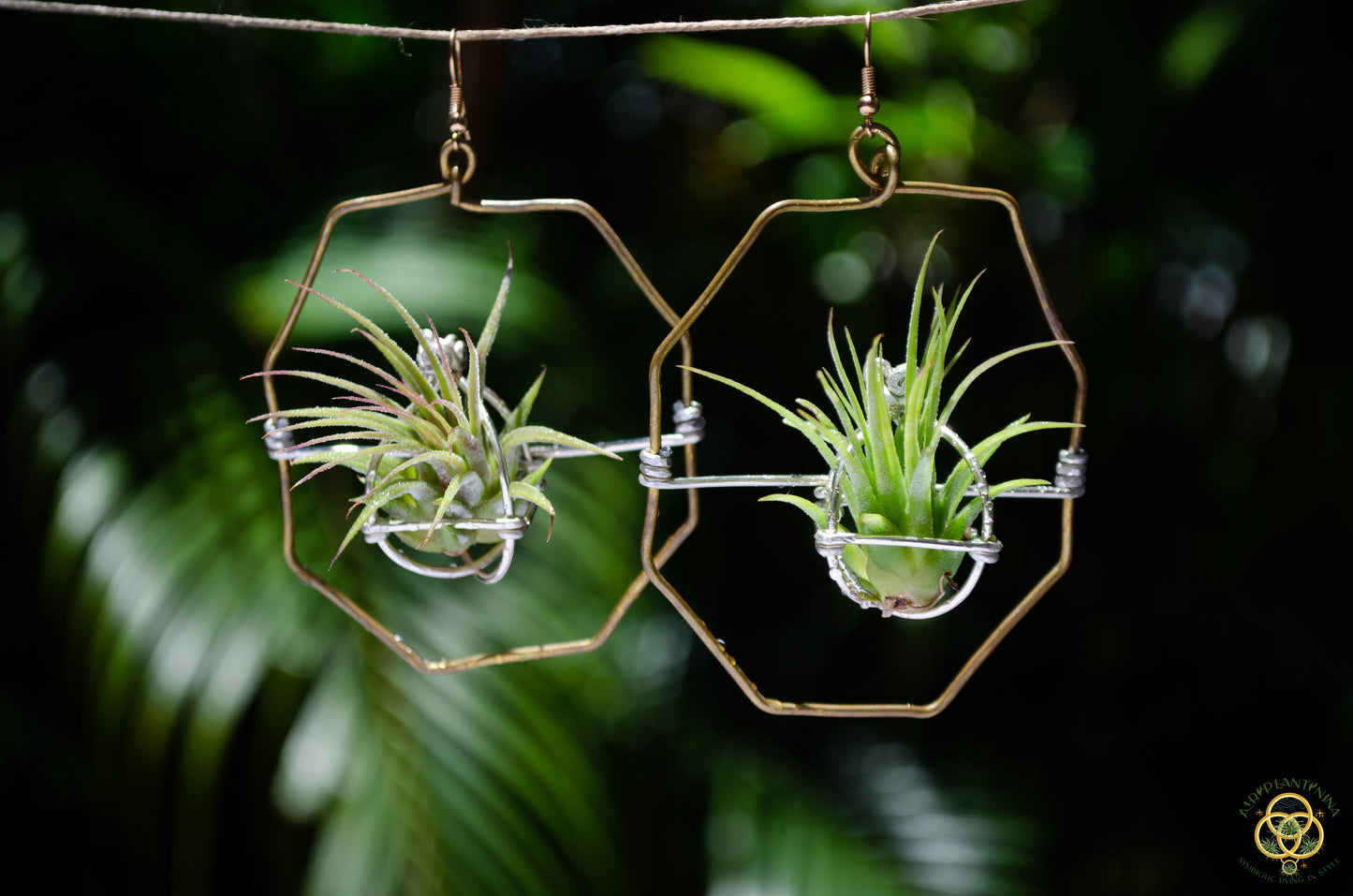 Merkaba Star & Octagon Air Plant Hoop Earrings ~ Geometric Hoops