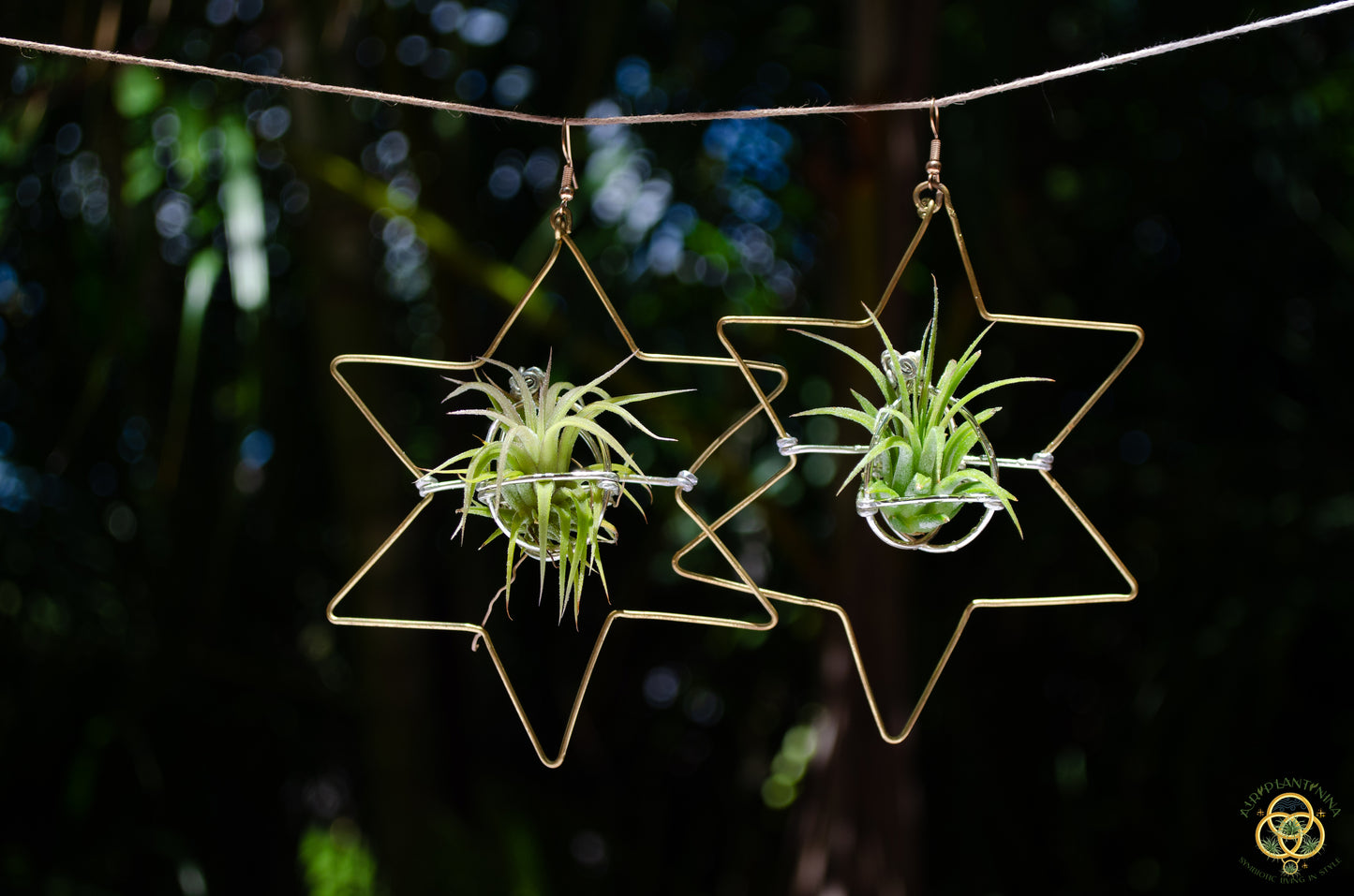 Air Plant Hoop Earrings Heart, Moon, Octagon
