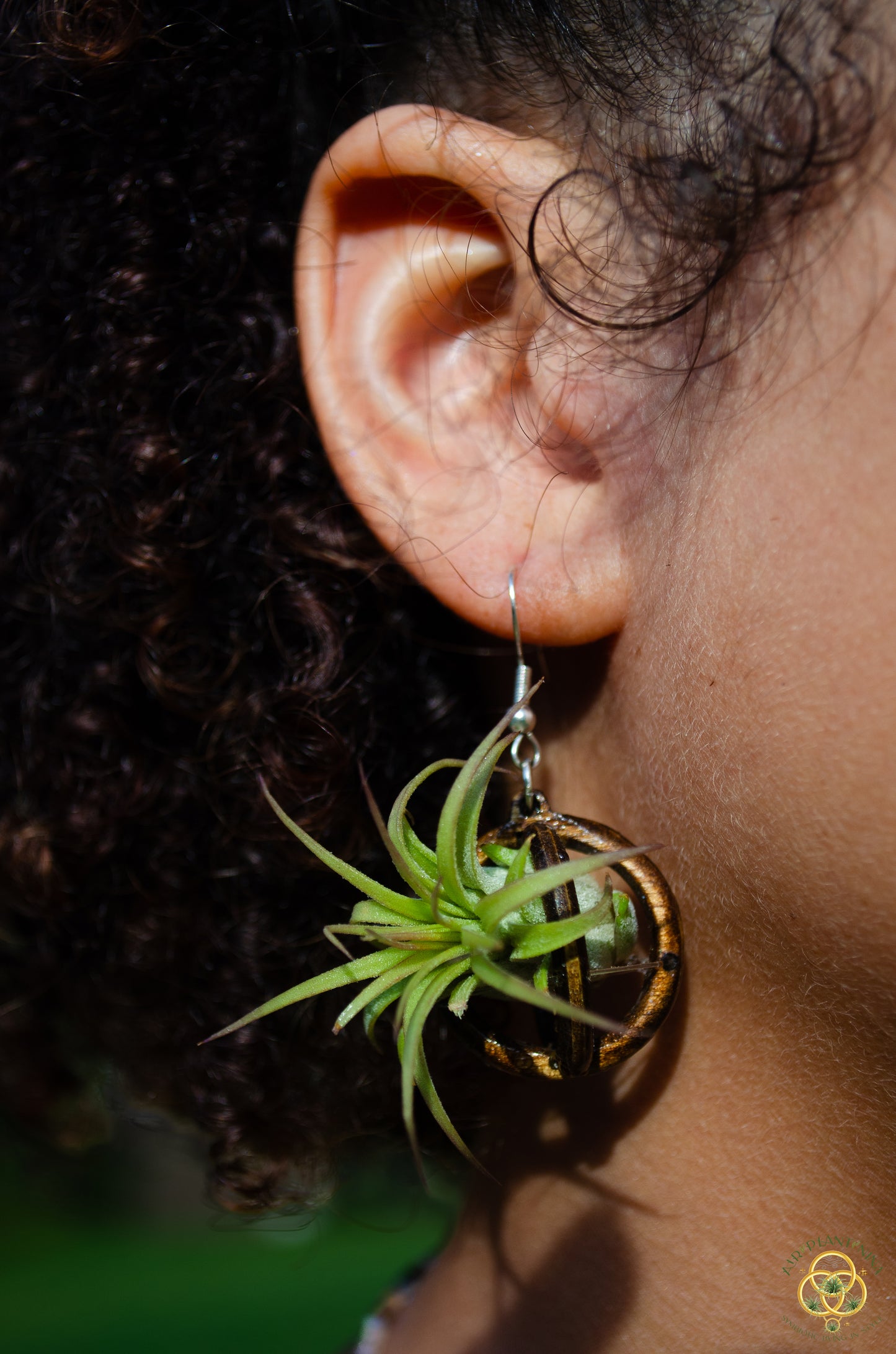 Lasercut Wooden Air Plant Orb Earrings ~ Japanese Tsugite Technique