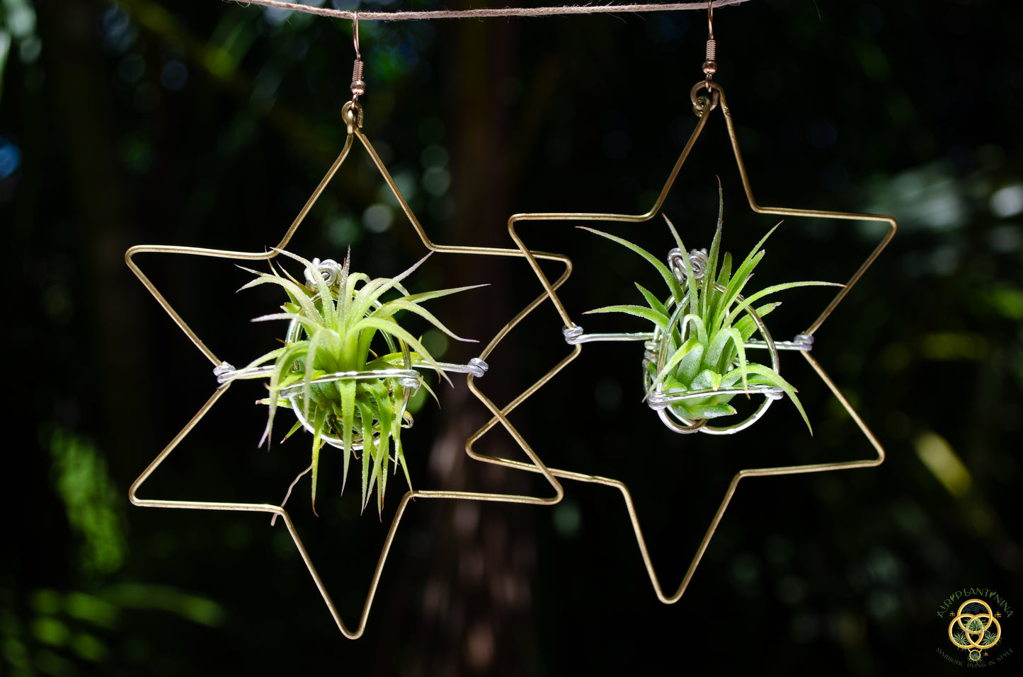 Air Plant Hoop Earrings Heart, Moon, Octagon