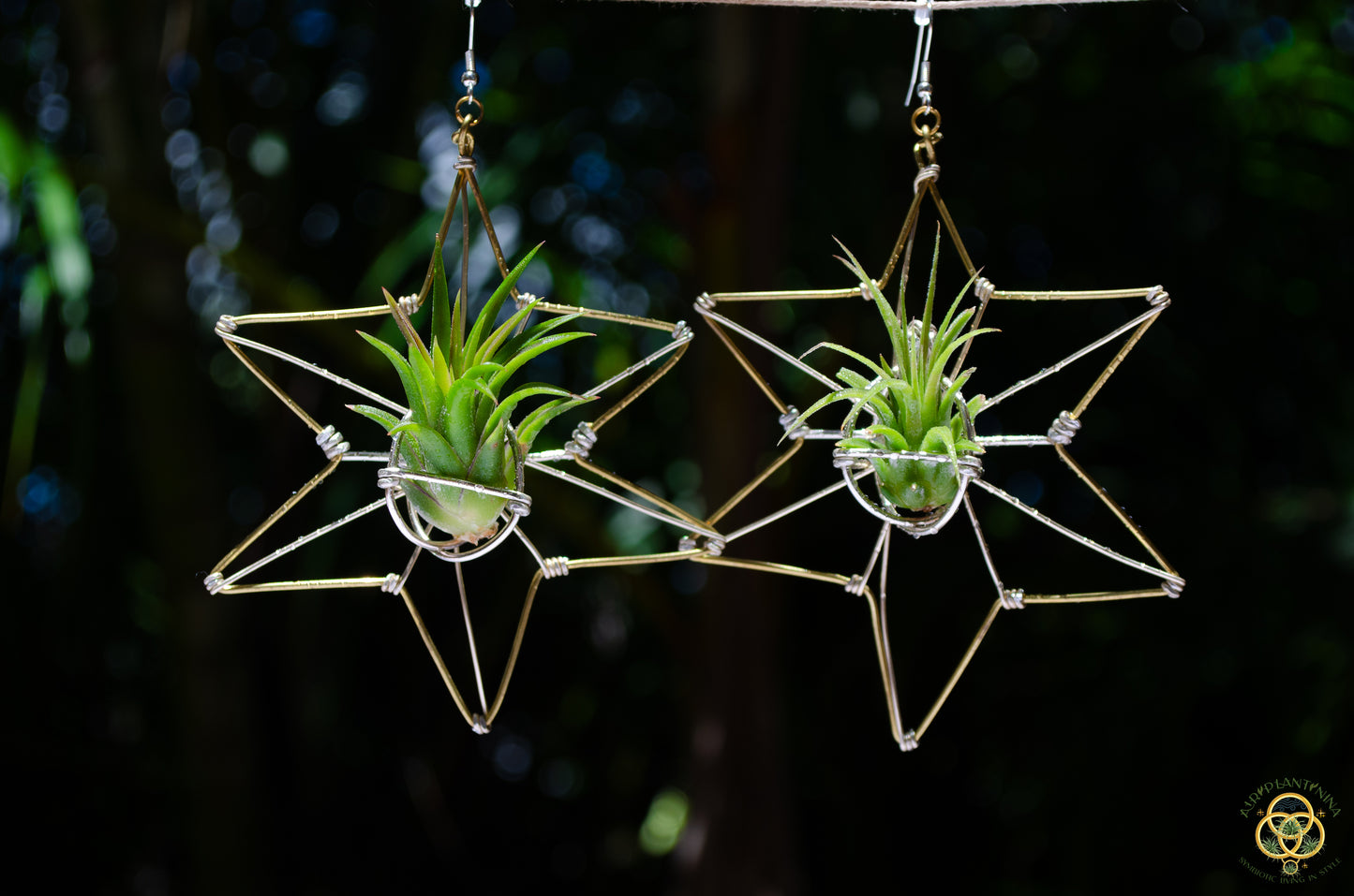 AsaNoHa Air Plant Wood Hoop Earrings Japanese Sacred Geometry Star ้บปใฎ่
