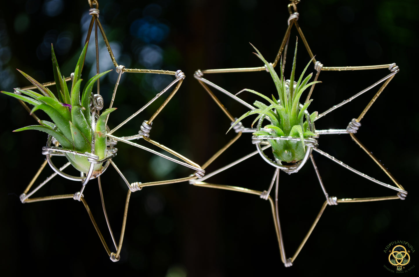 Air Plant Hoop Earrings Heart, Moon, Octagon