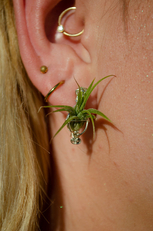 Air Plant Orb Stud Earrings Dainty & Cute