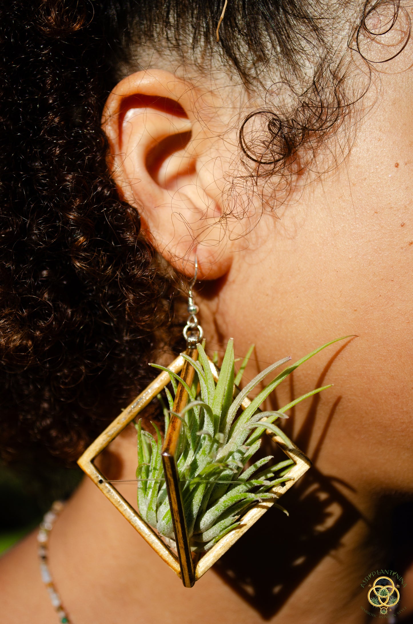 Lasercut Wooden Octahedron Air Plant Earrings ~ Japanese Tsugite Technique