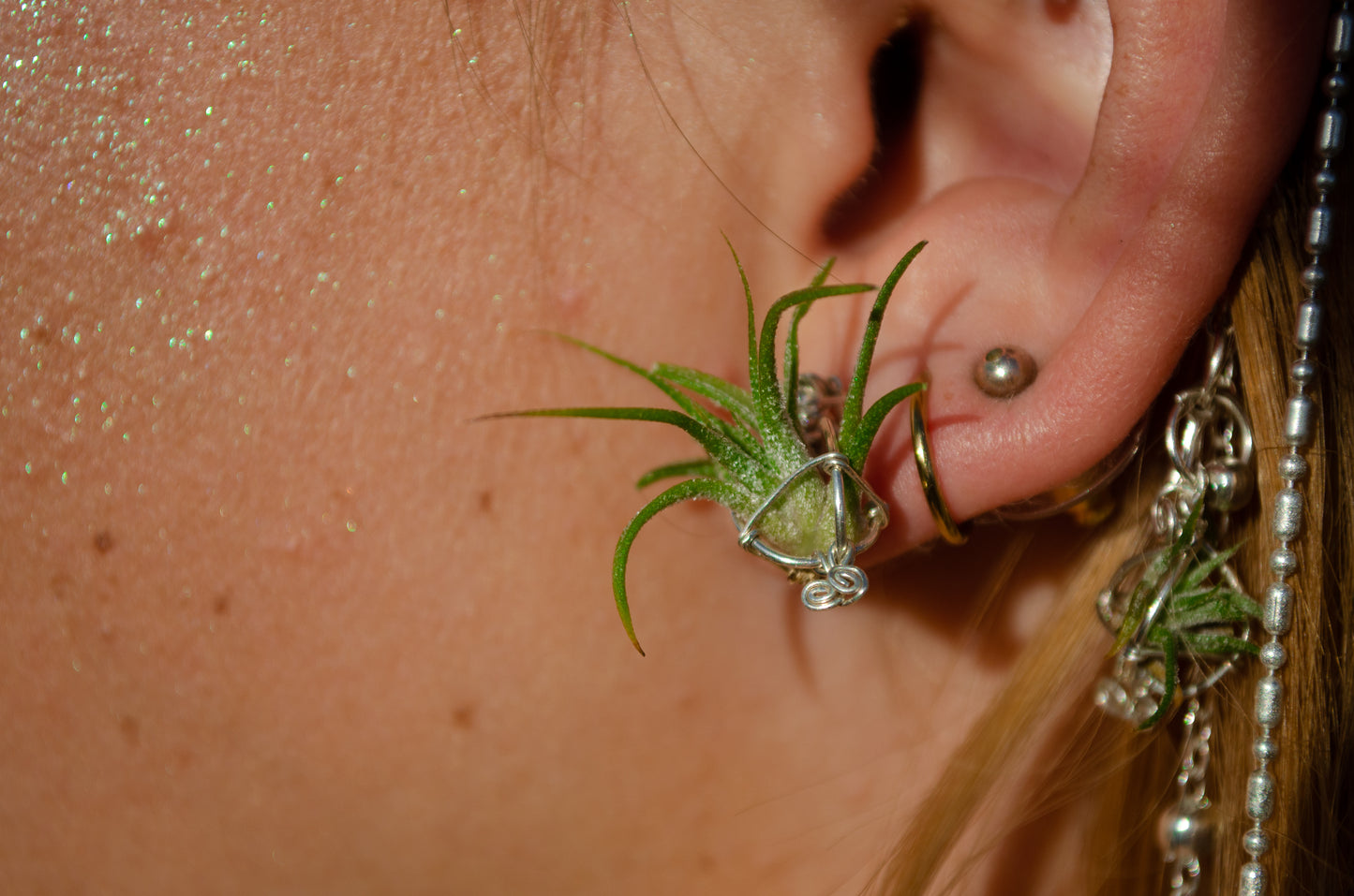 Air Plant Orb Stud Earrings Dainty & Cute