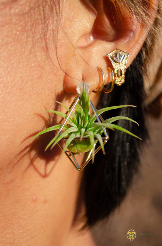 Air Plant Stud Earrings ~ Mini Octahedron Studs