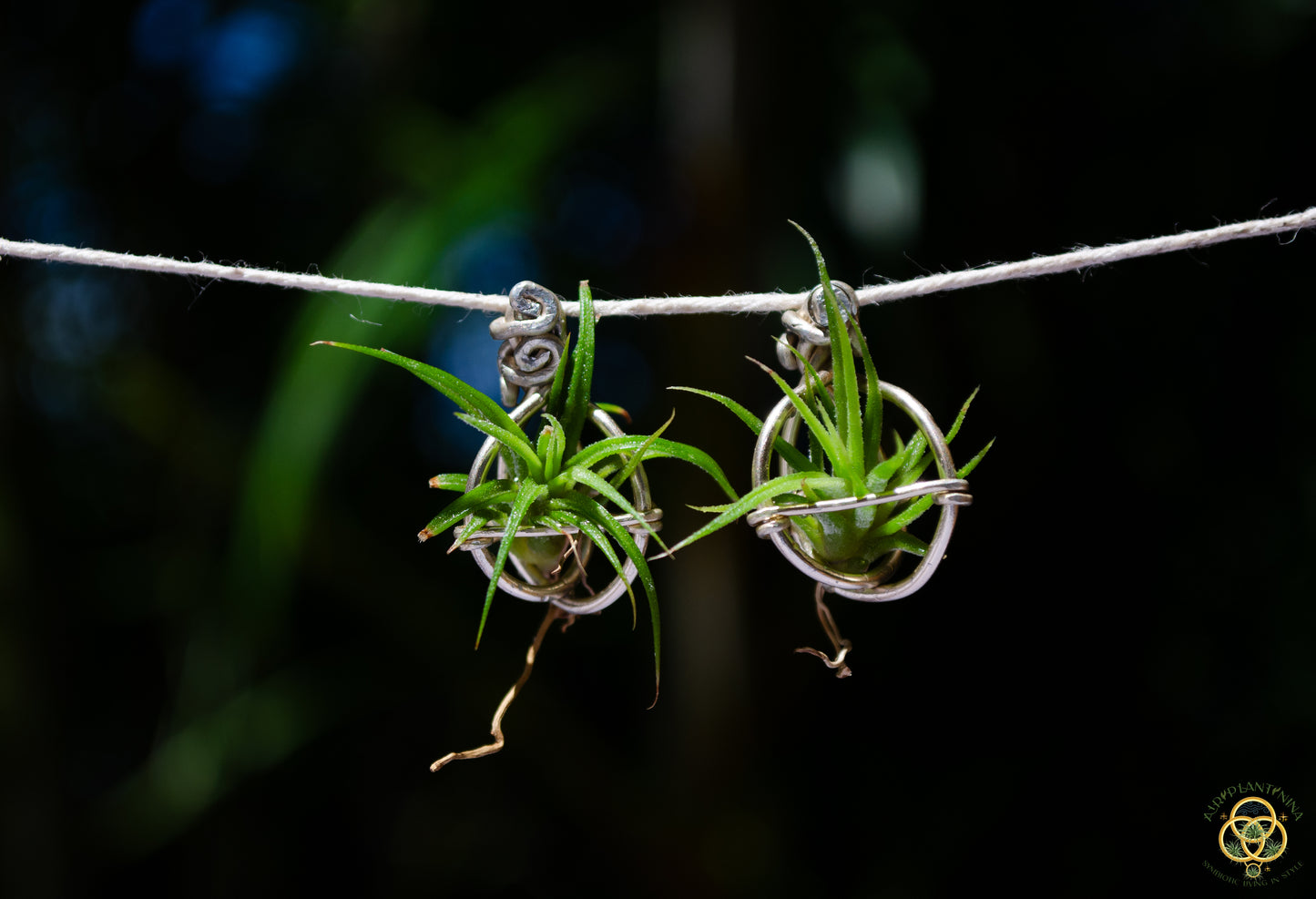 Air Plant Orb Stud Earrings Dainty & Cute