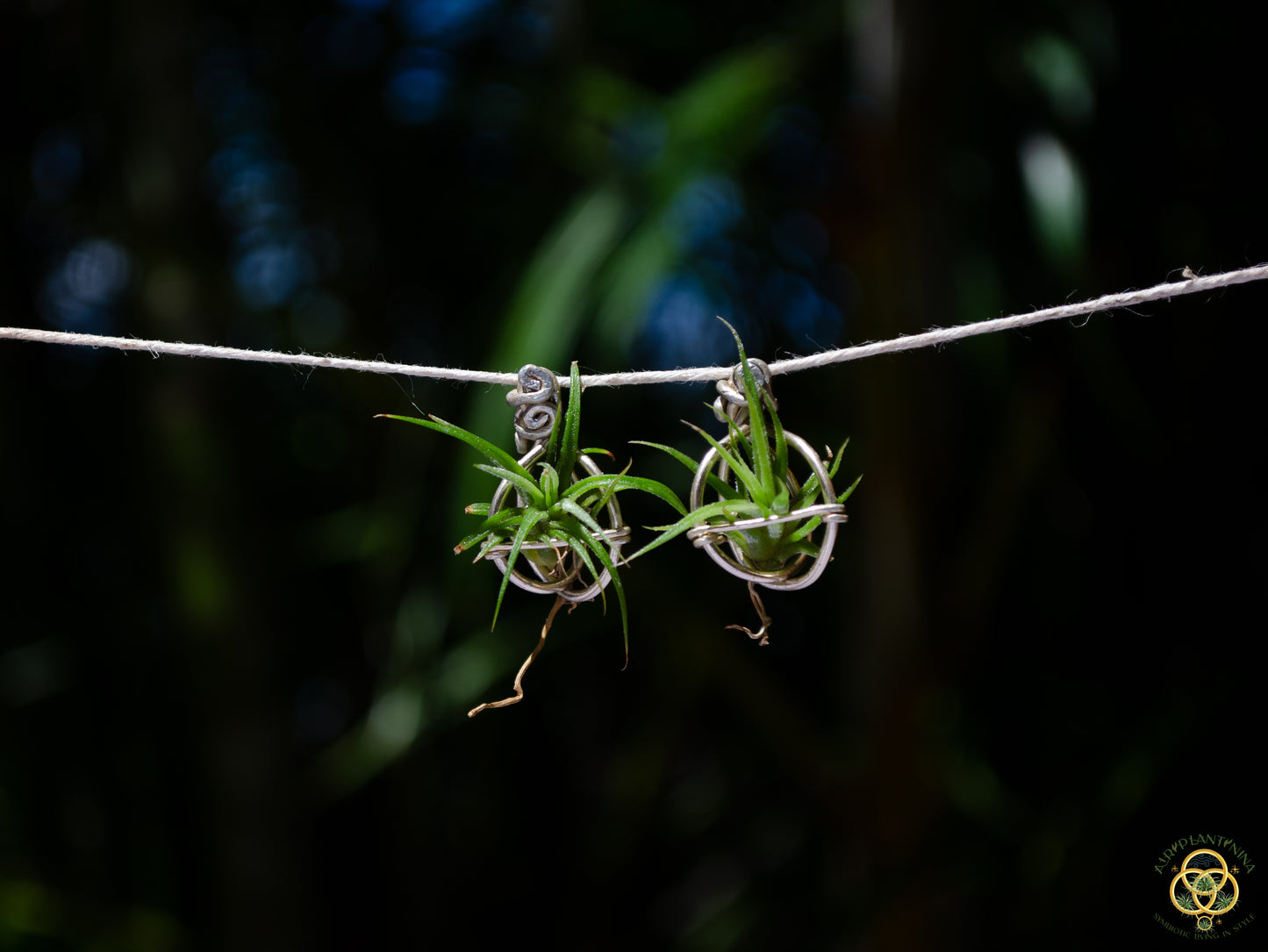 Air Plant Orb Stud Earrings Dainty & Cute