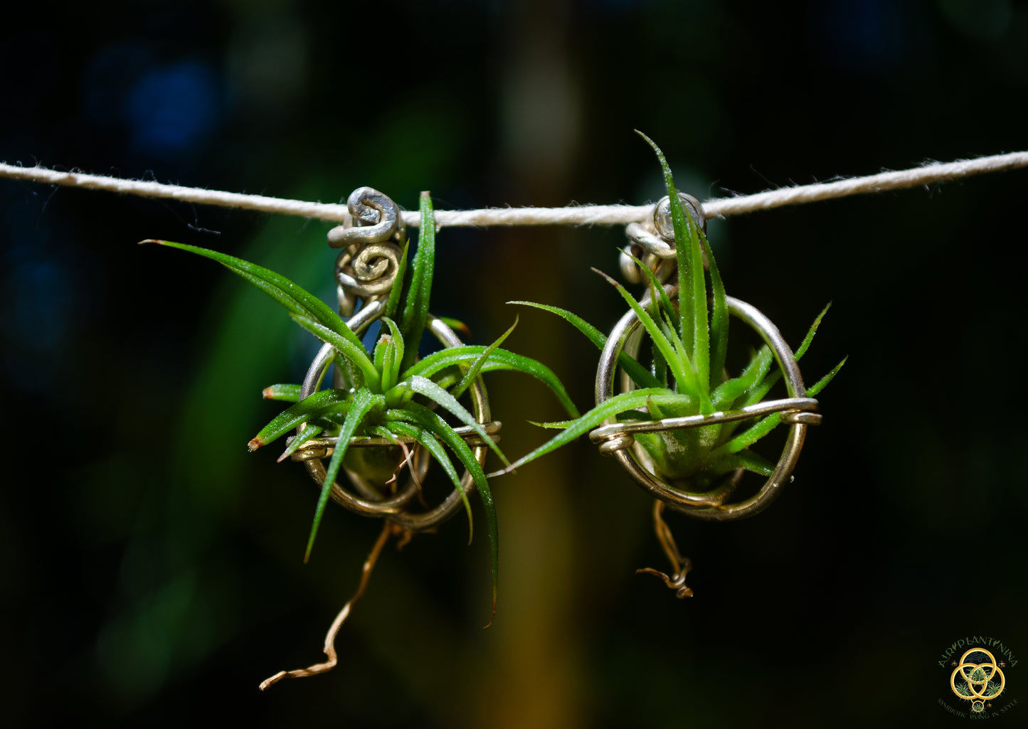Air Plant Orb Stud Earrings Dainty & Cute