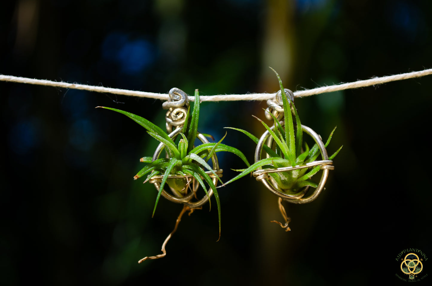 Air Plant Orb Stud Earrings Dainty & Cute