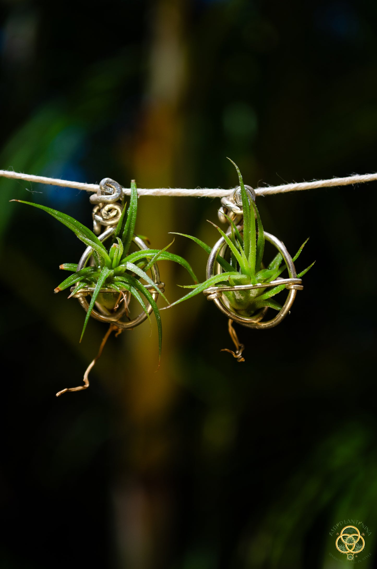 Air Plant Orb Stud Earrings Dainty & Cute