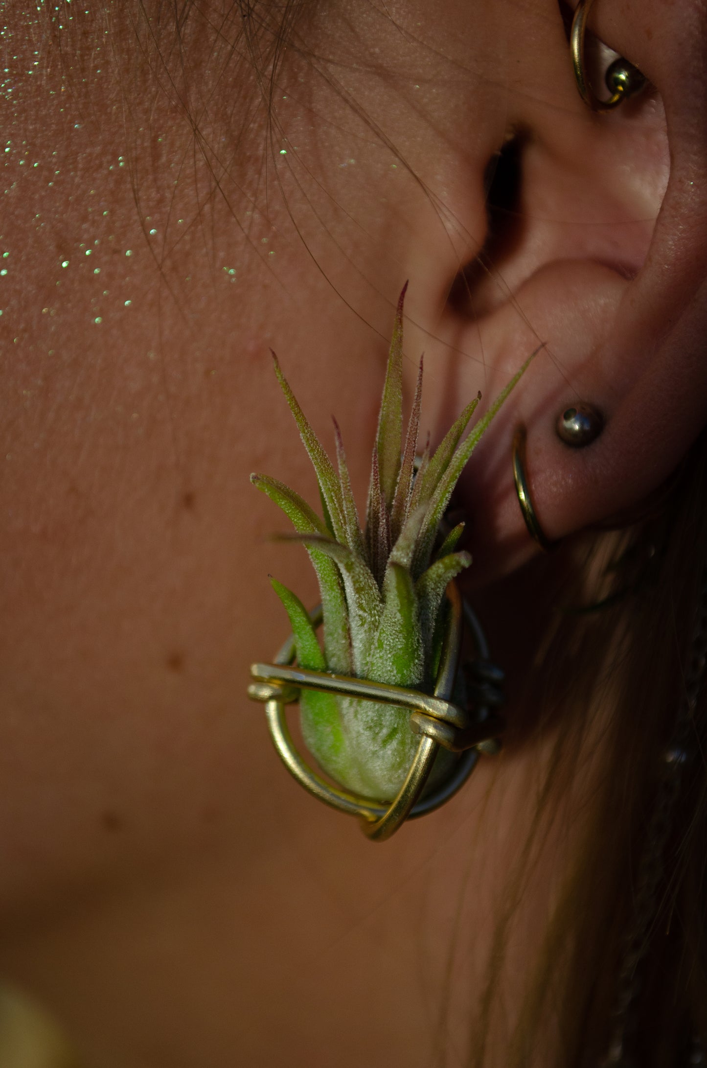 Air Plant Orb Stud Earrings Dainty & Cute