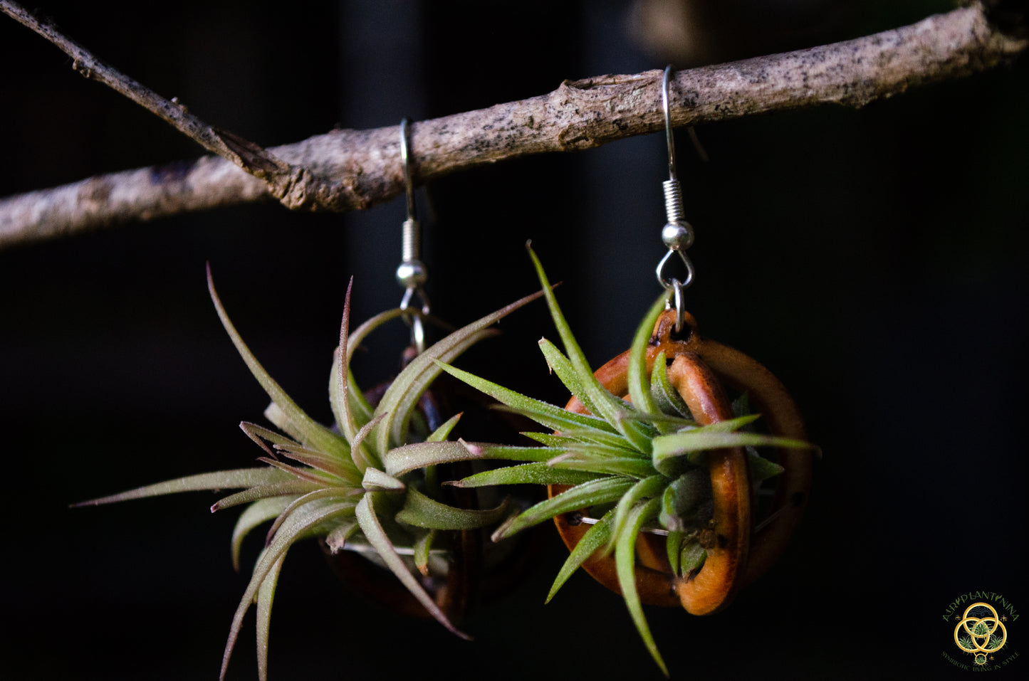 Lasercut Wooden Air Plant Orb Earrings ~ Japanese Tsugite Technique