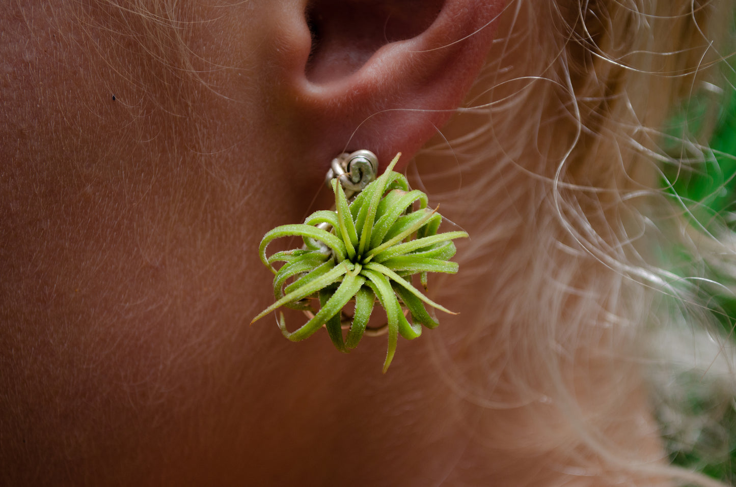 Air Plant Orb Stud Earrings Dainty & Cute