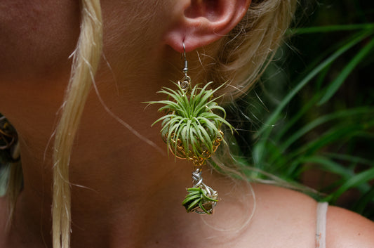 Air Plant Orb Earrings ~ Mama + Baby Air Plant