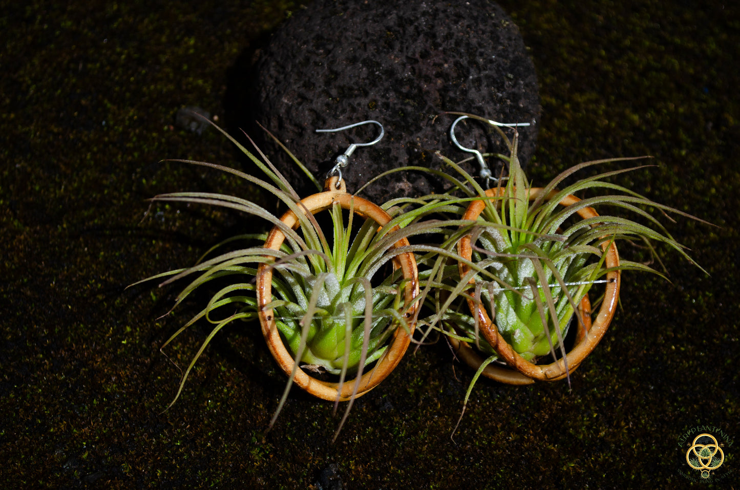 Lasercut Wooden Octahedron Air Plant Earrings ~ Japanese Tsugite Technique