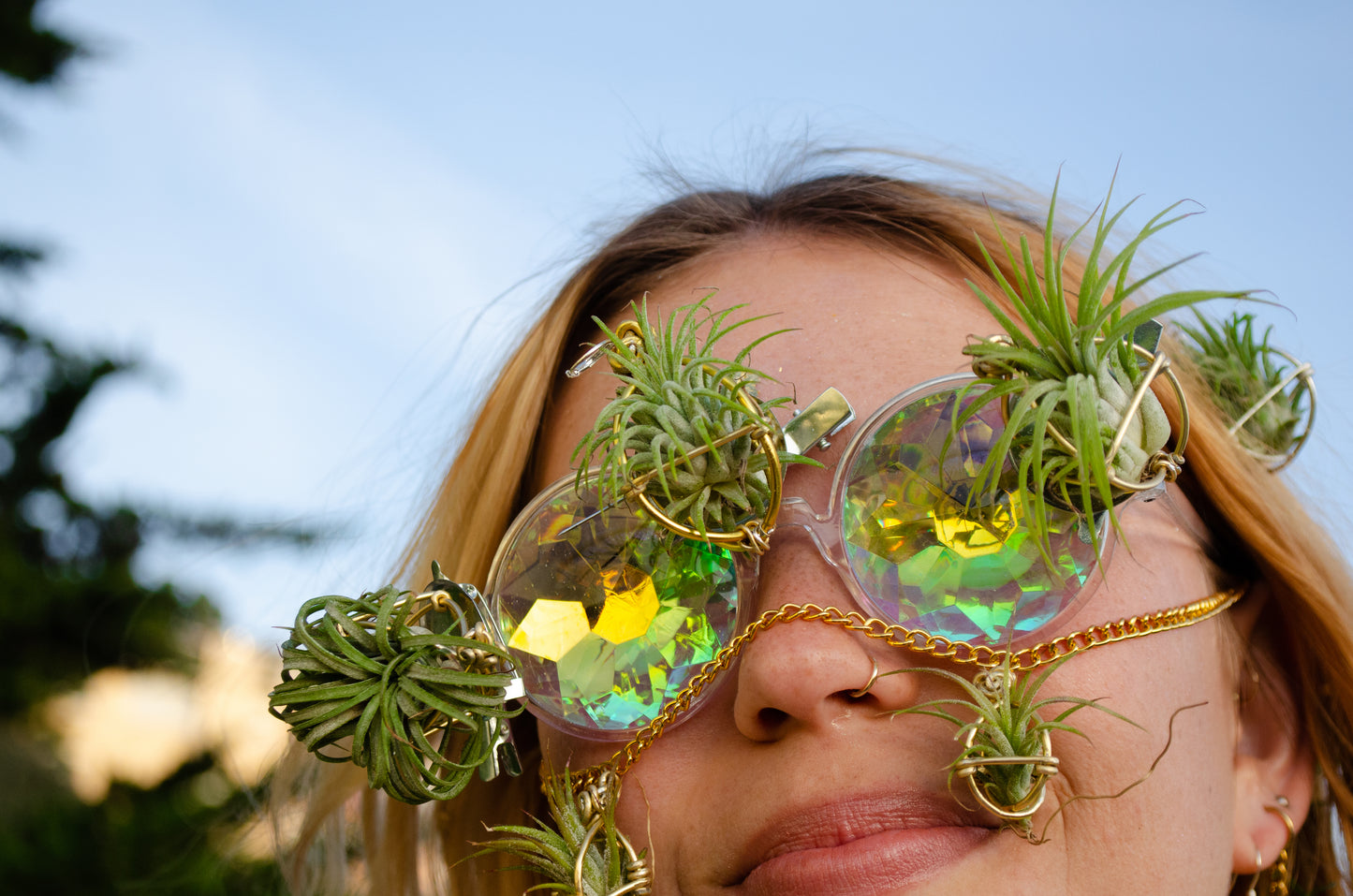 Air Plant Clips