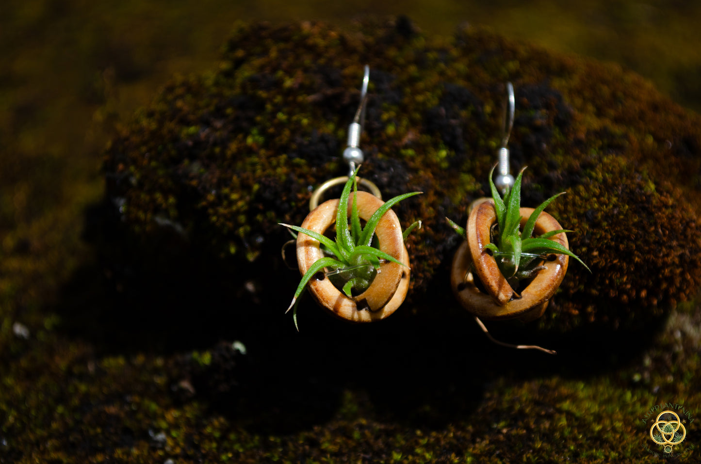 Lasercut Wooden Air Plant Orb Earrings ~ Japanese Tsugite Technique