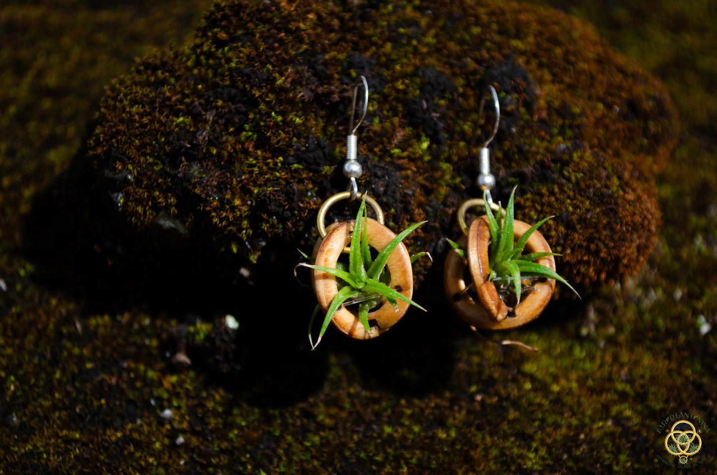 Lasercut Wooden Air Plant Orb Earrings ~ Japanese Tsugite Technique