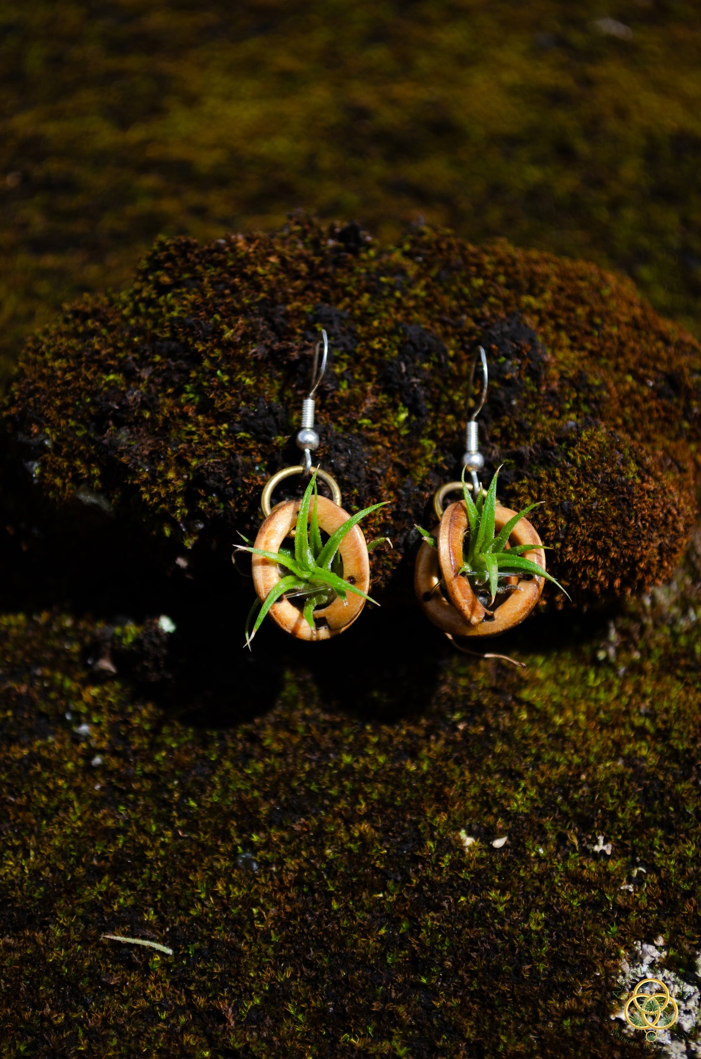 Lasercut Wooden Air Plant Orb Earrings ~ Japanese Tsugite Technique