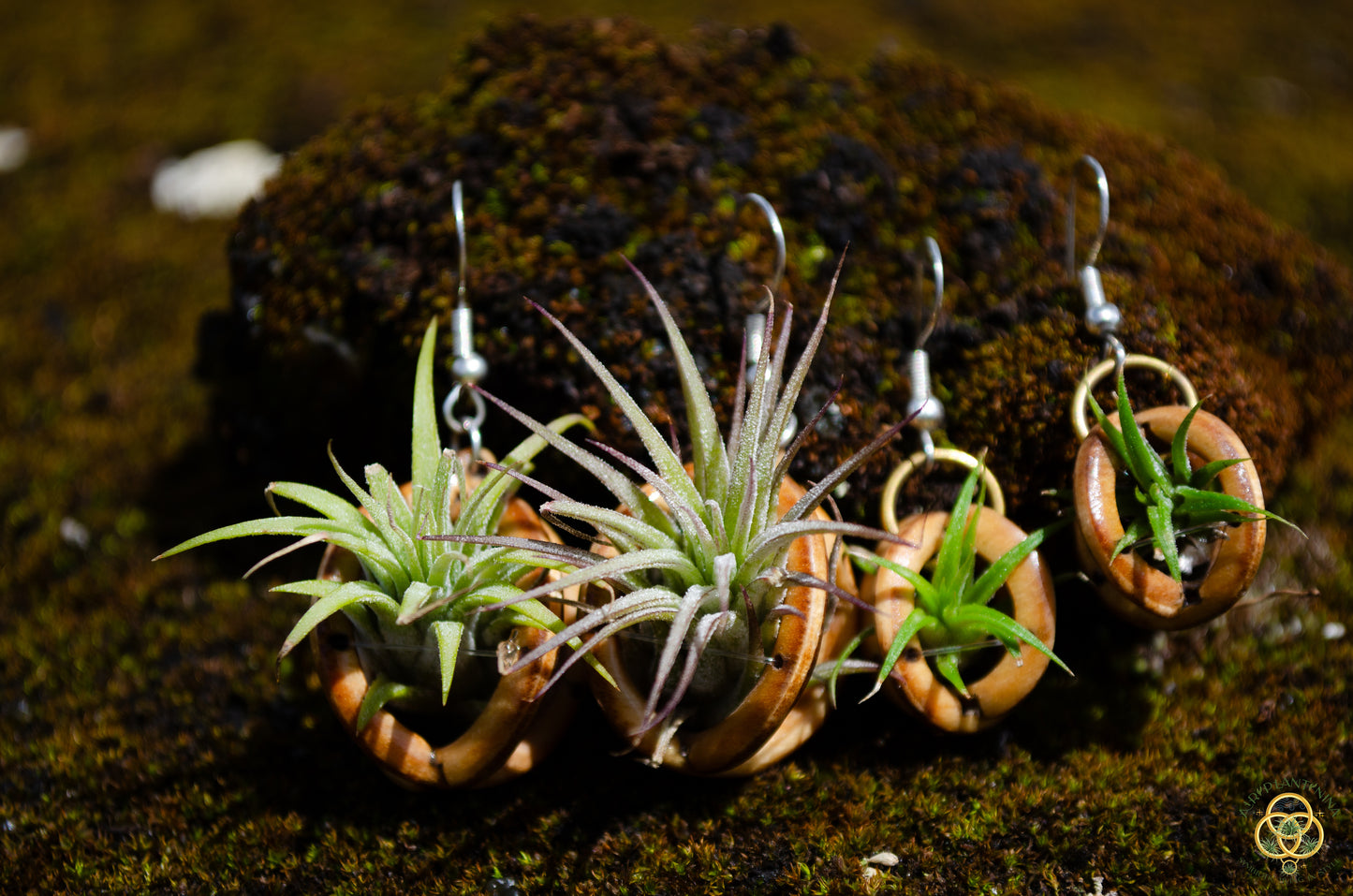 Lasercut Wooden Air Plant Orb Earrings ~ Japanese Tsugite Technique