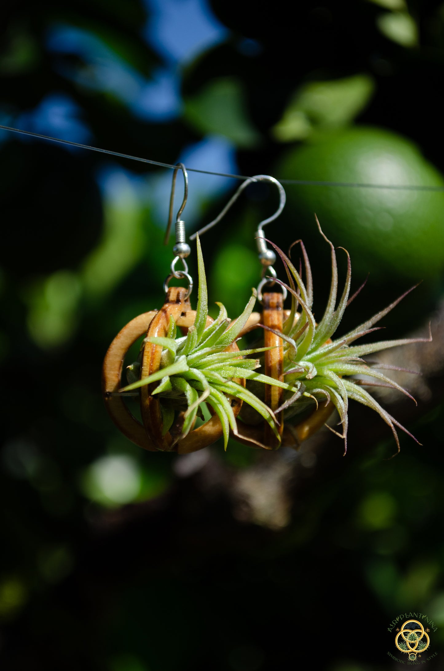 Lasercut Wooden Air Plant Orb Earrings ~ Japanese Tsugite Technique