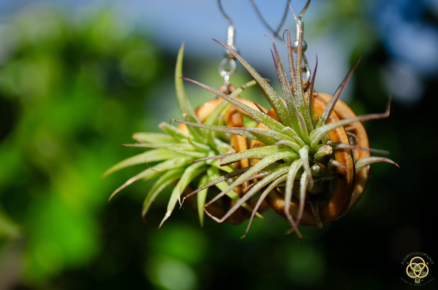 Lasercut Wooden Air Plant Orb Earrings ~ Japanese Tsugite Technique